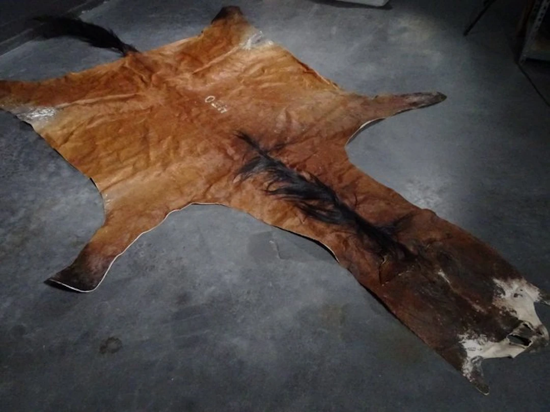 Horse Floor-skin - Skull - Equus caballus - 360 cm - 2 cm...