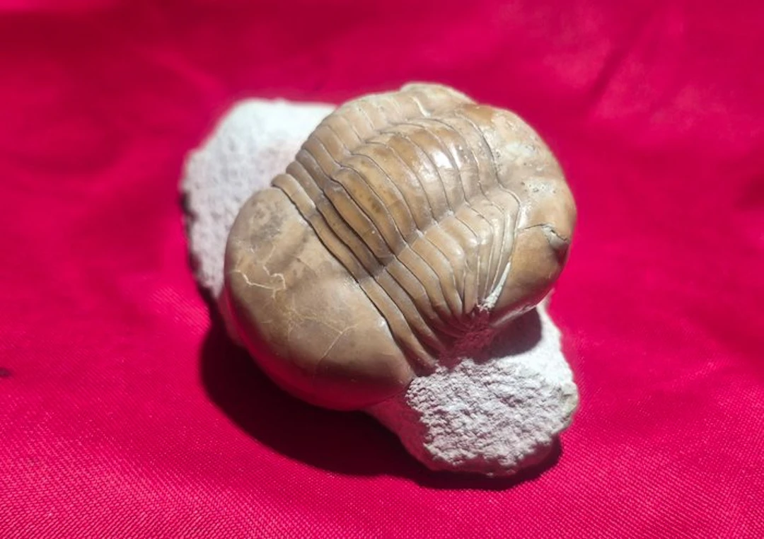 Trilobite - Fossilised animal - Asaphus lepidurus
