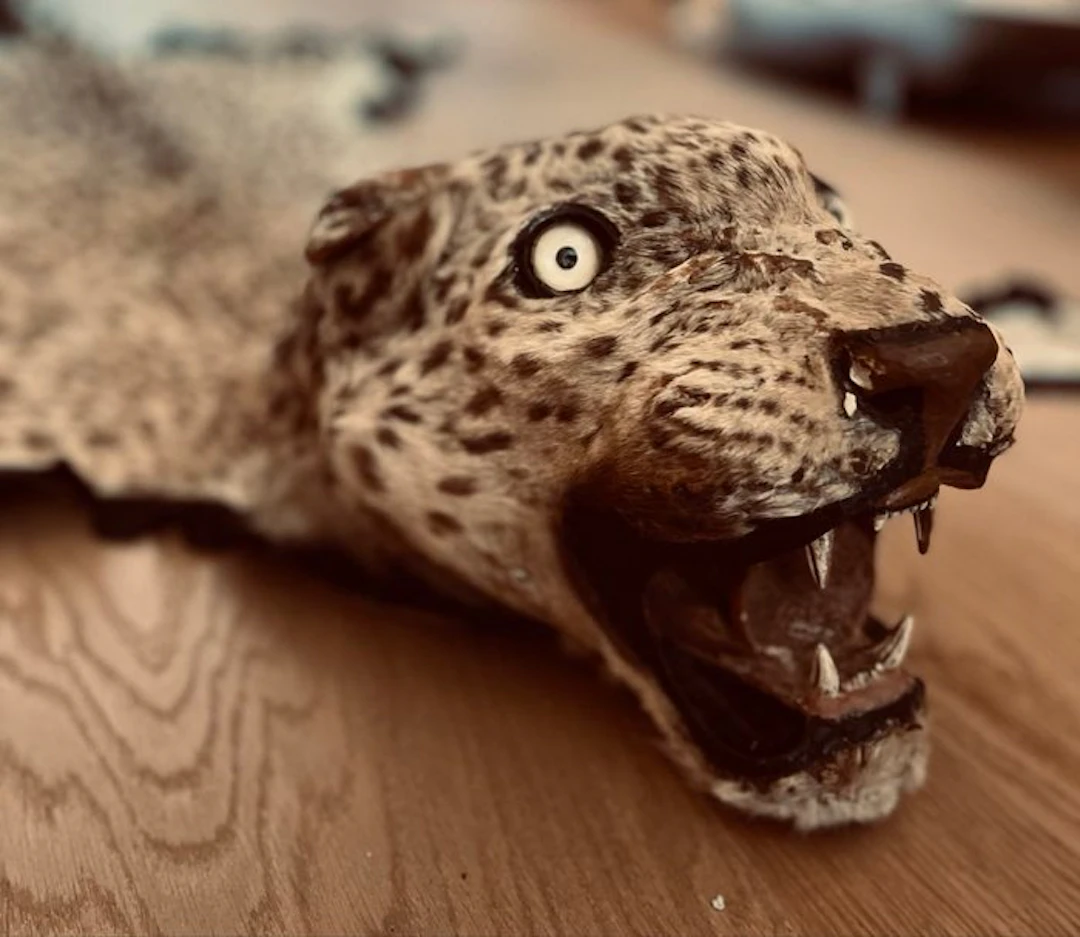 Leopard Taxidermy full body mount - panthera pardus - 19...