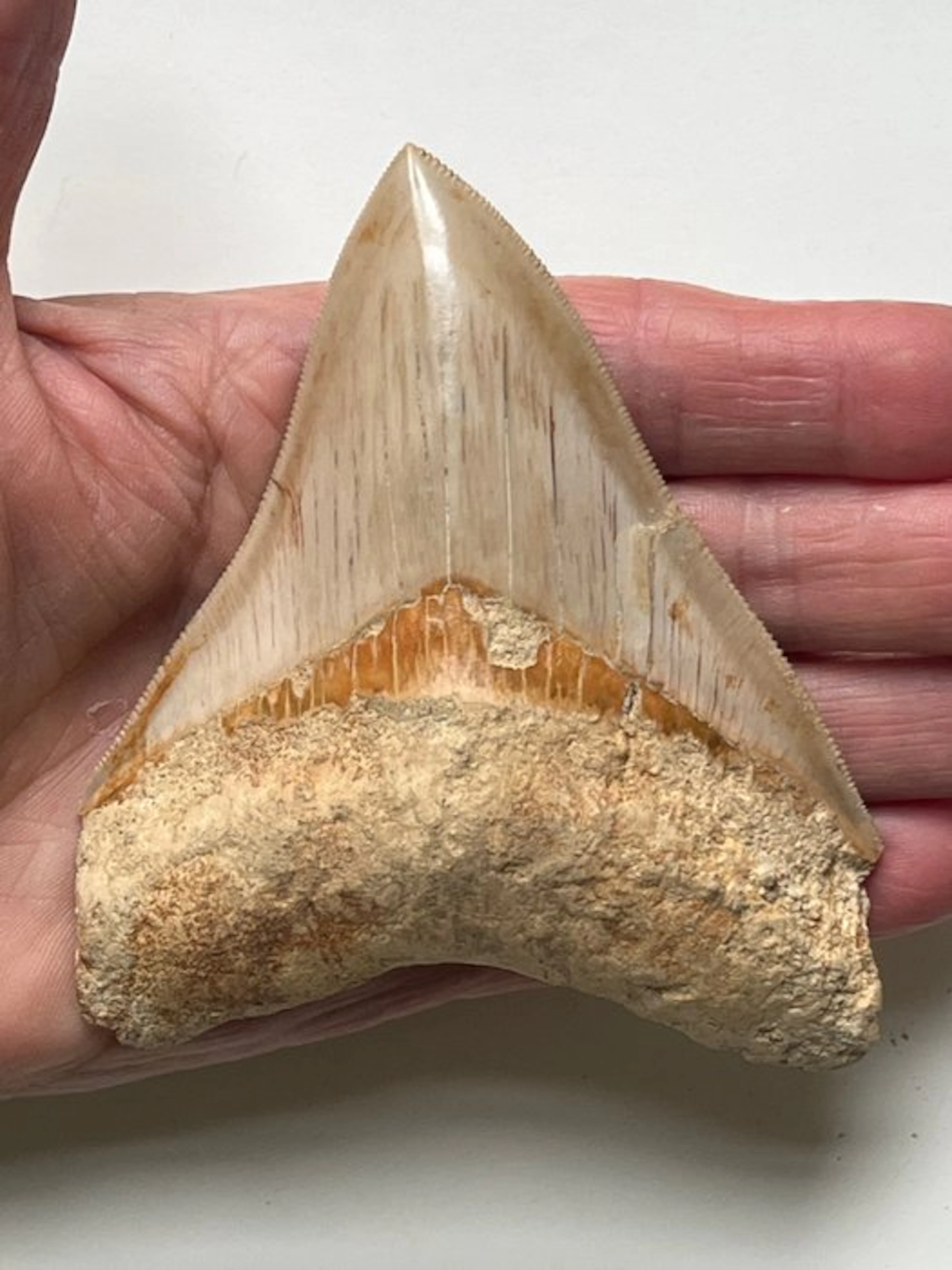 Megalodon tooth 10,7 cm - Fossil tooth - Carcharocles megalodon