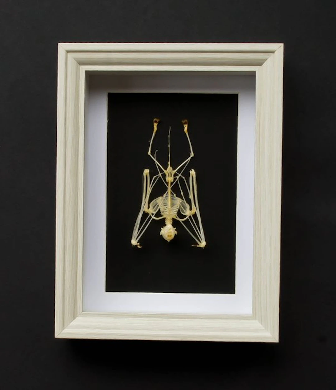 Skeleton bat Taxidermy full body mount - Skelet...