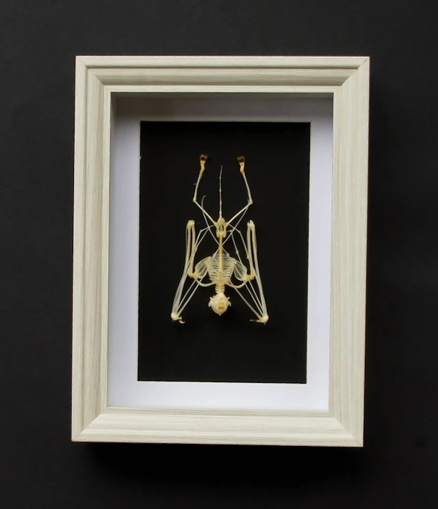 Skeleton bat Taxidermy full body mount - Skelet...
