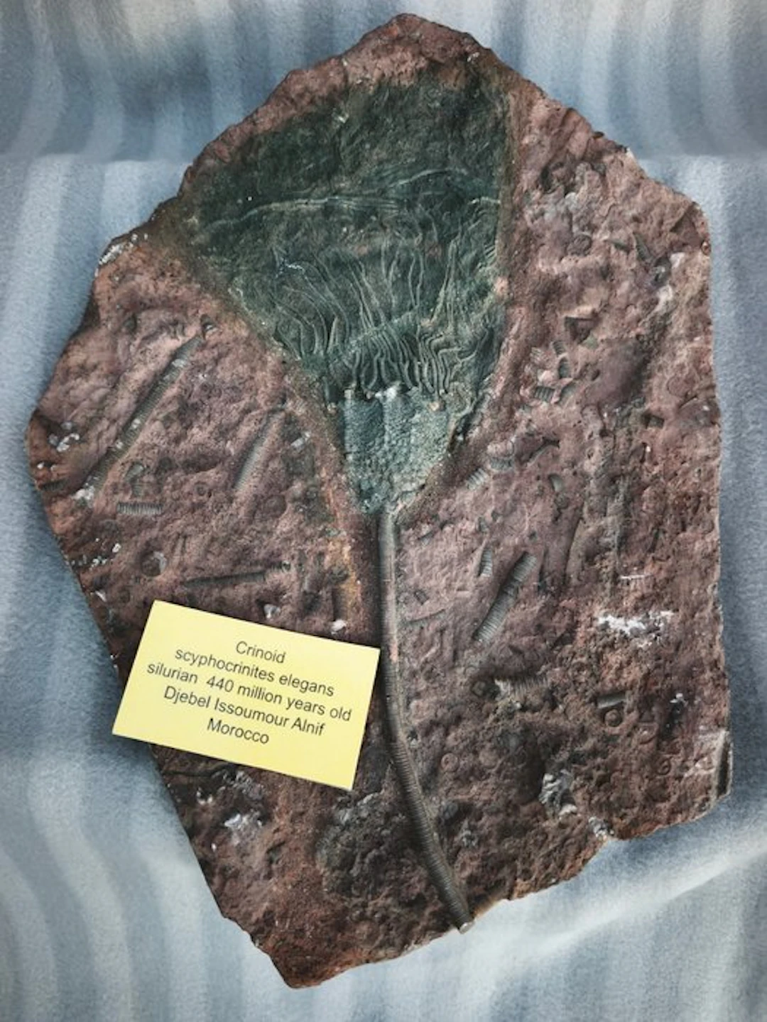 Crinoid - Fossil skeleton - Crinoide-scyphocrinite elegants - 30 cm - 25.5 cm