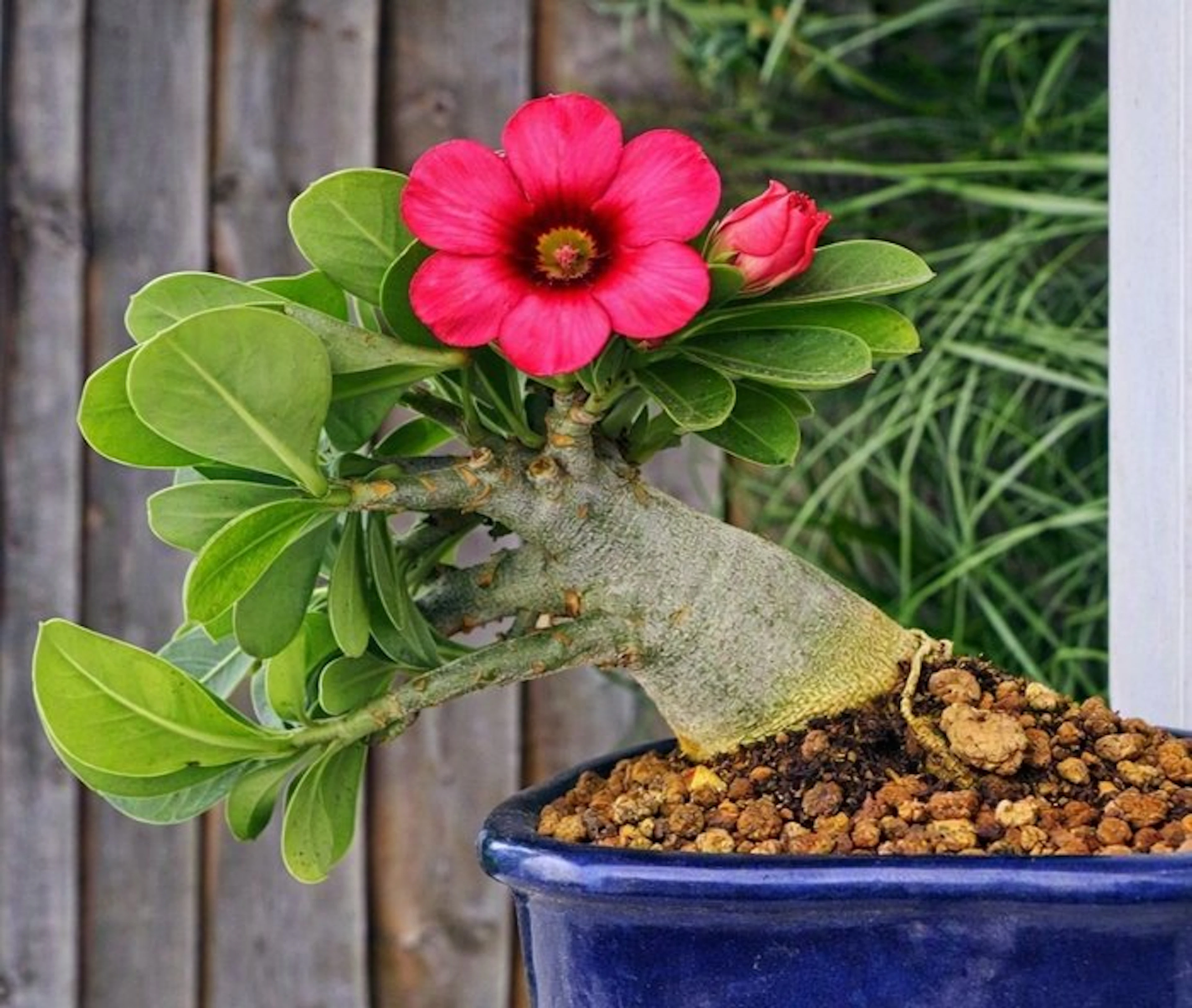 Desert rose bonsai (Adenium obesum) - Height (Tree): 20...