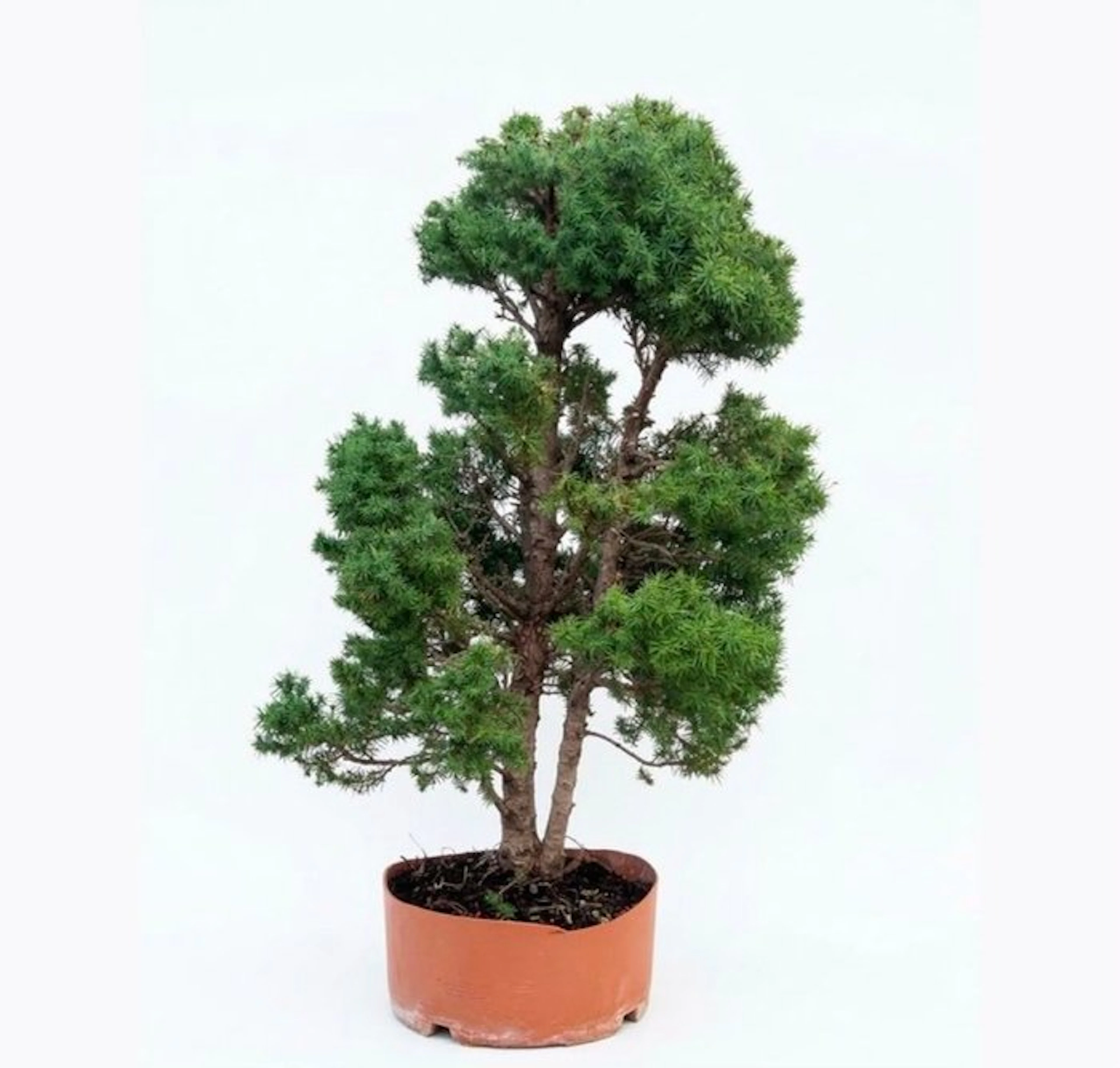 Pine bonsai (Pinus) - Height (Tree): 77 cm - Depth (Tree): 55 cm - Japan