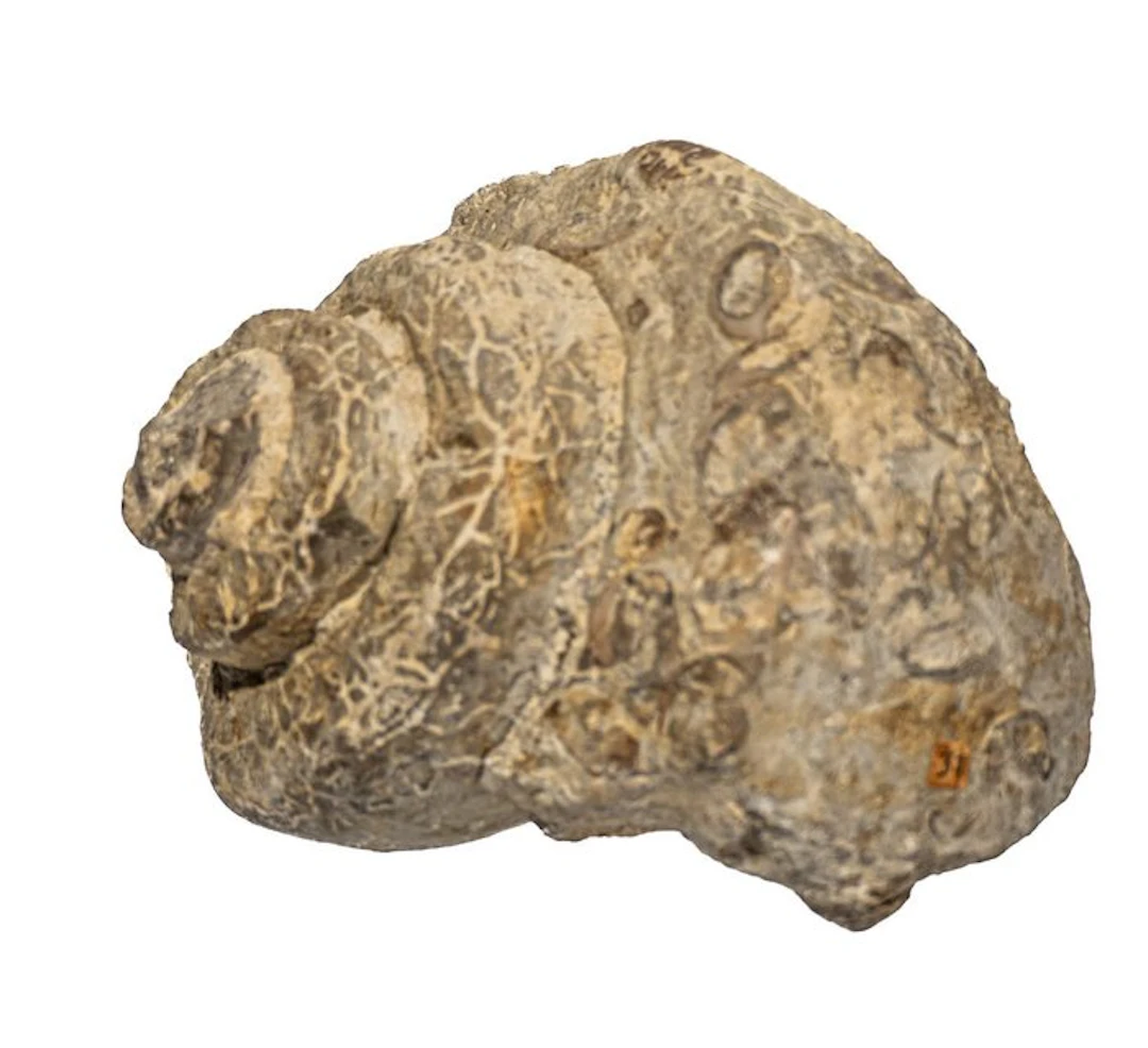 Prehistoric million-year magic: The monumental fossil...