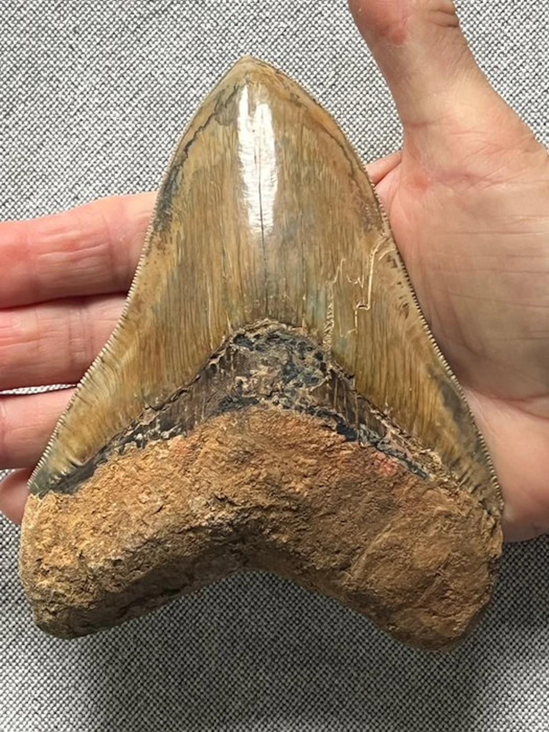 Huge Megalodon tooth 13,6 cm - Fossil tooth - Carcharocles megalodon