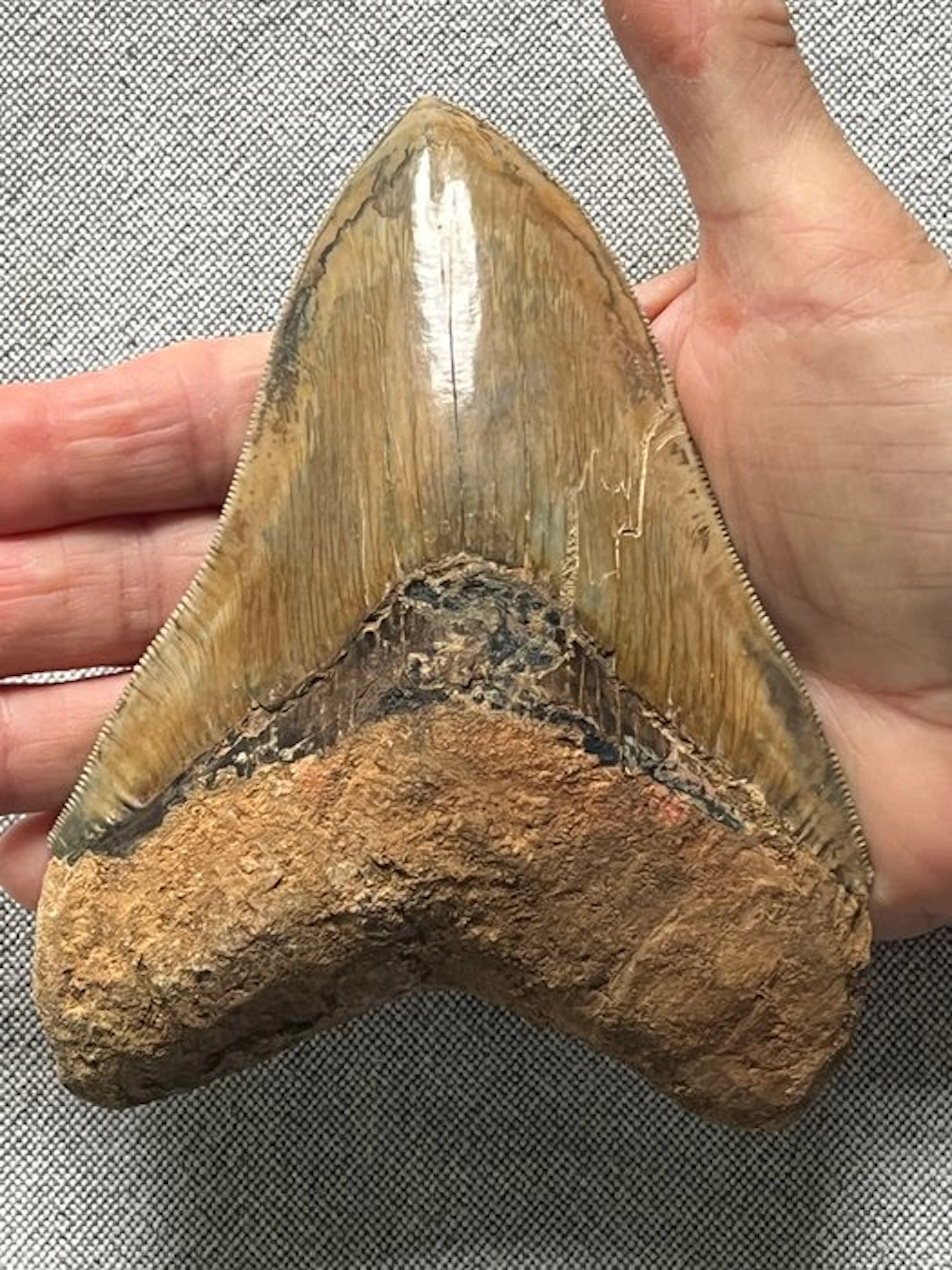 Huge Megalodon tooth 13,6 cm - Fossil tooth - Carcharocles megalodon