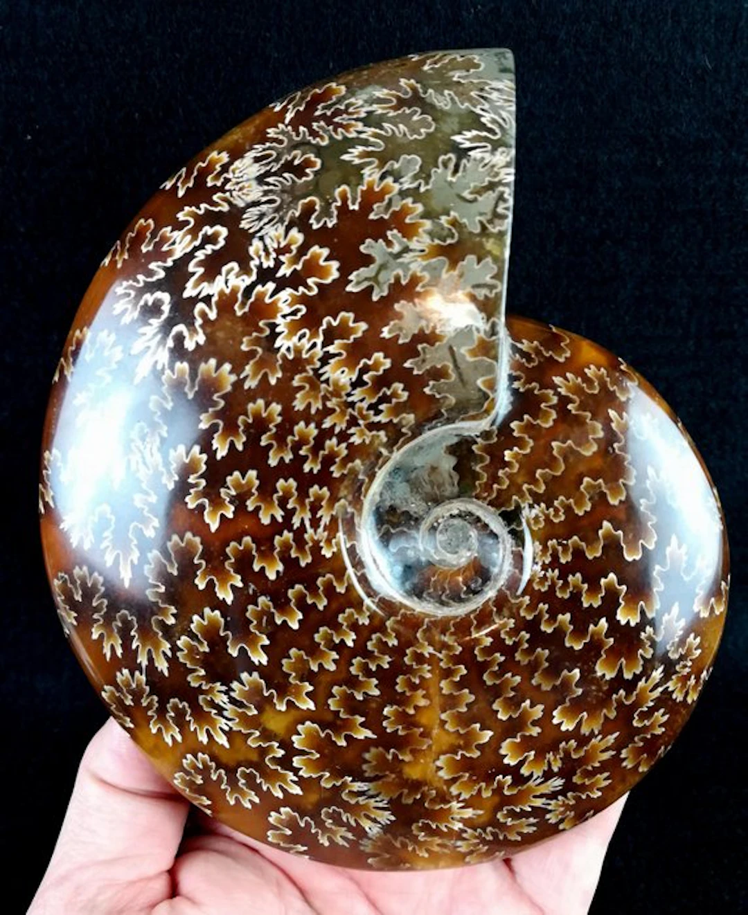Ammonite - Fossilised animal - Aioloceras (Cleoniceras)...