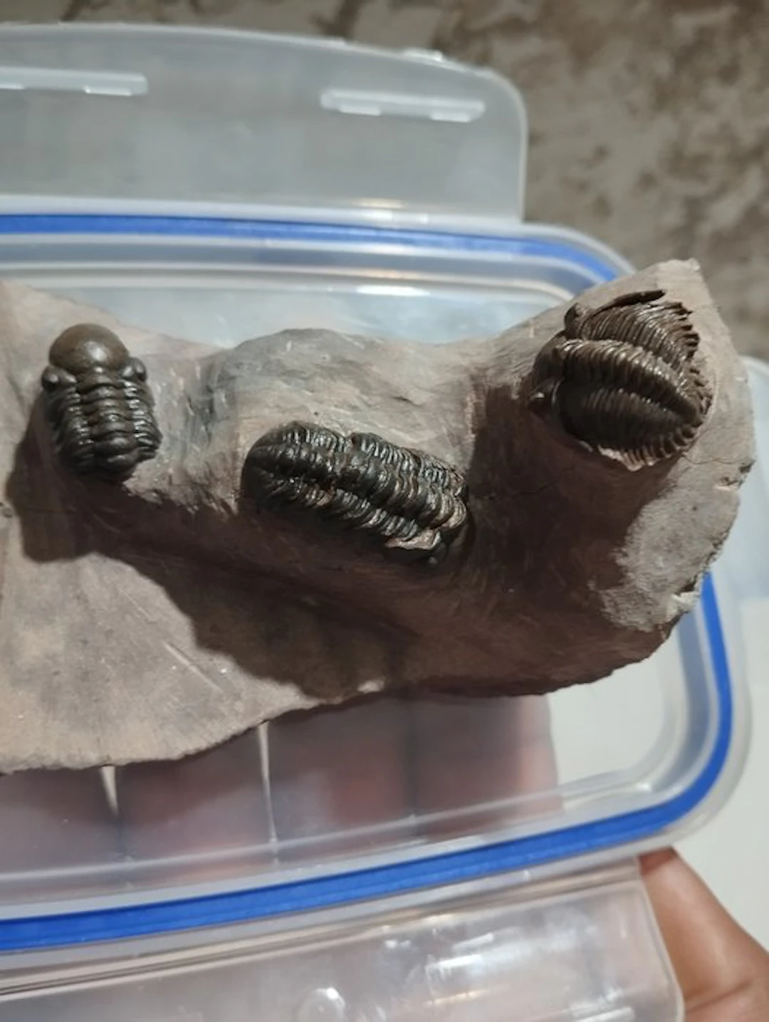 Trilobite - Fossilised animal - 6.5 cm - 7 cm