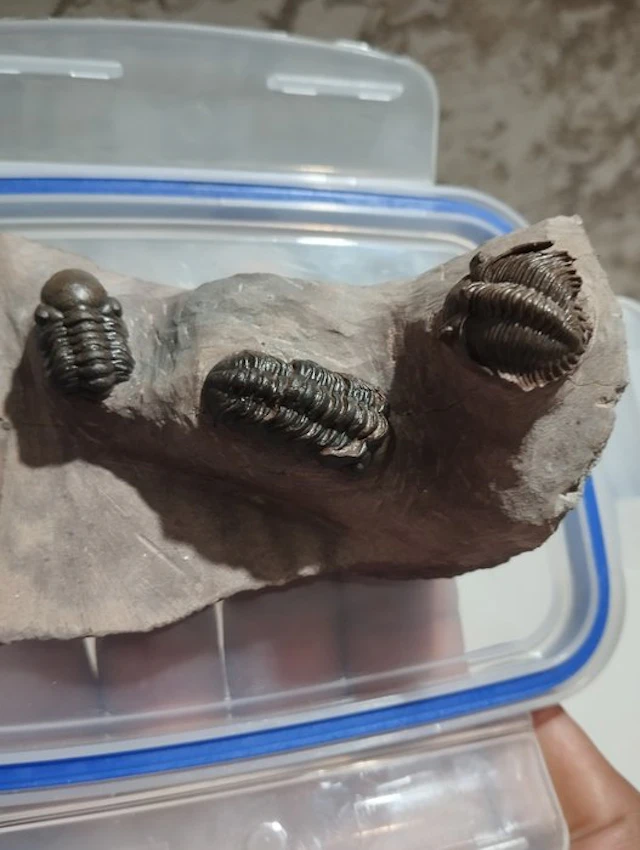 Trilobite - Fossilised animal - 6.5 cm - 7 cm