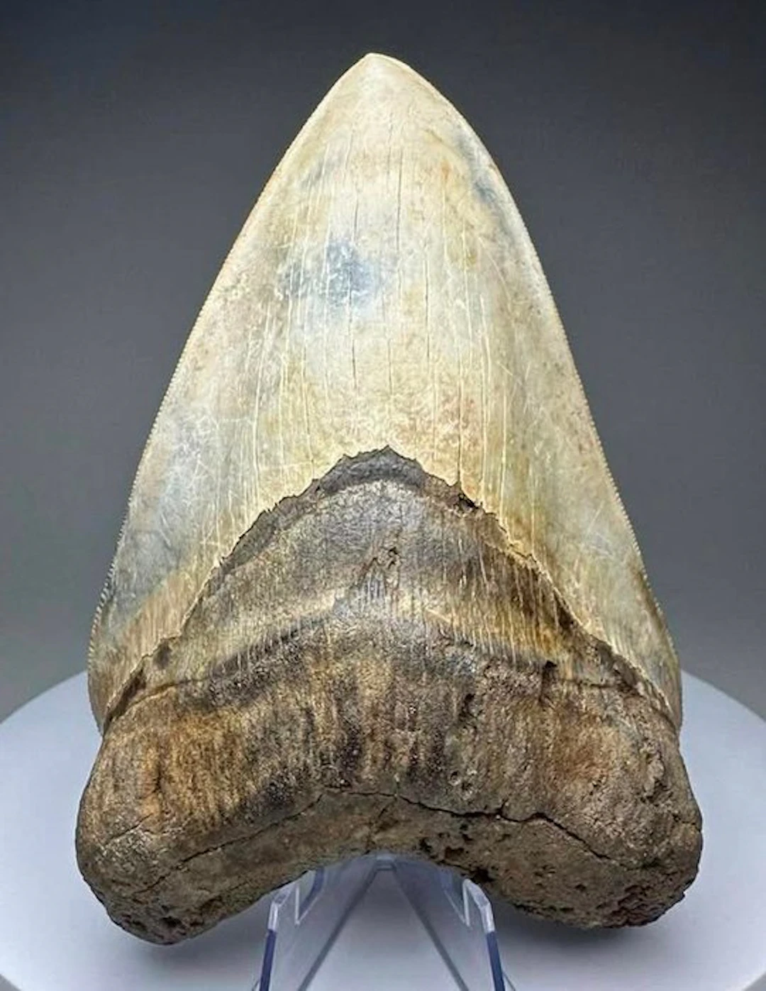 Megalodon - Fossil tooth - 14 cm - 9.5 cm