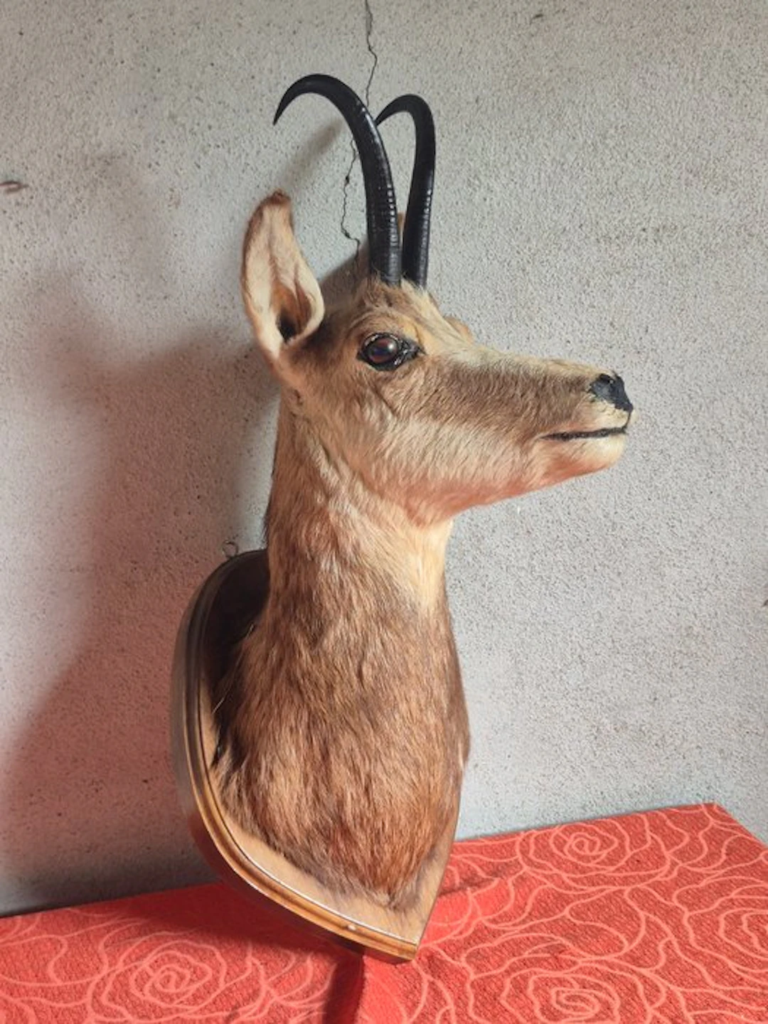 Chamois Taxidermy wall mount - Rupicaprfa rupicapra...