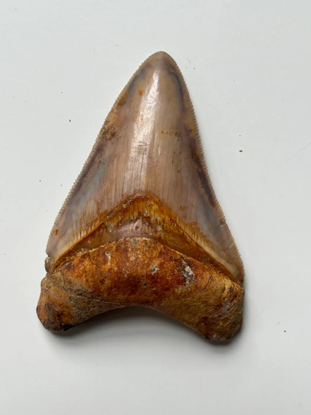Megalodon tooth 7,2 cm - Fossil tooth - Carcharocles...