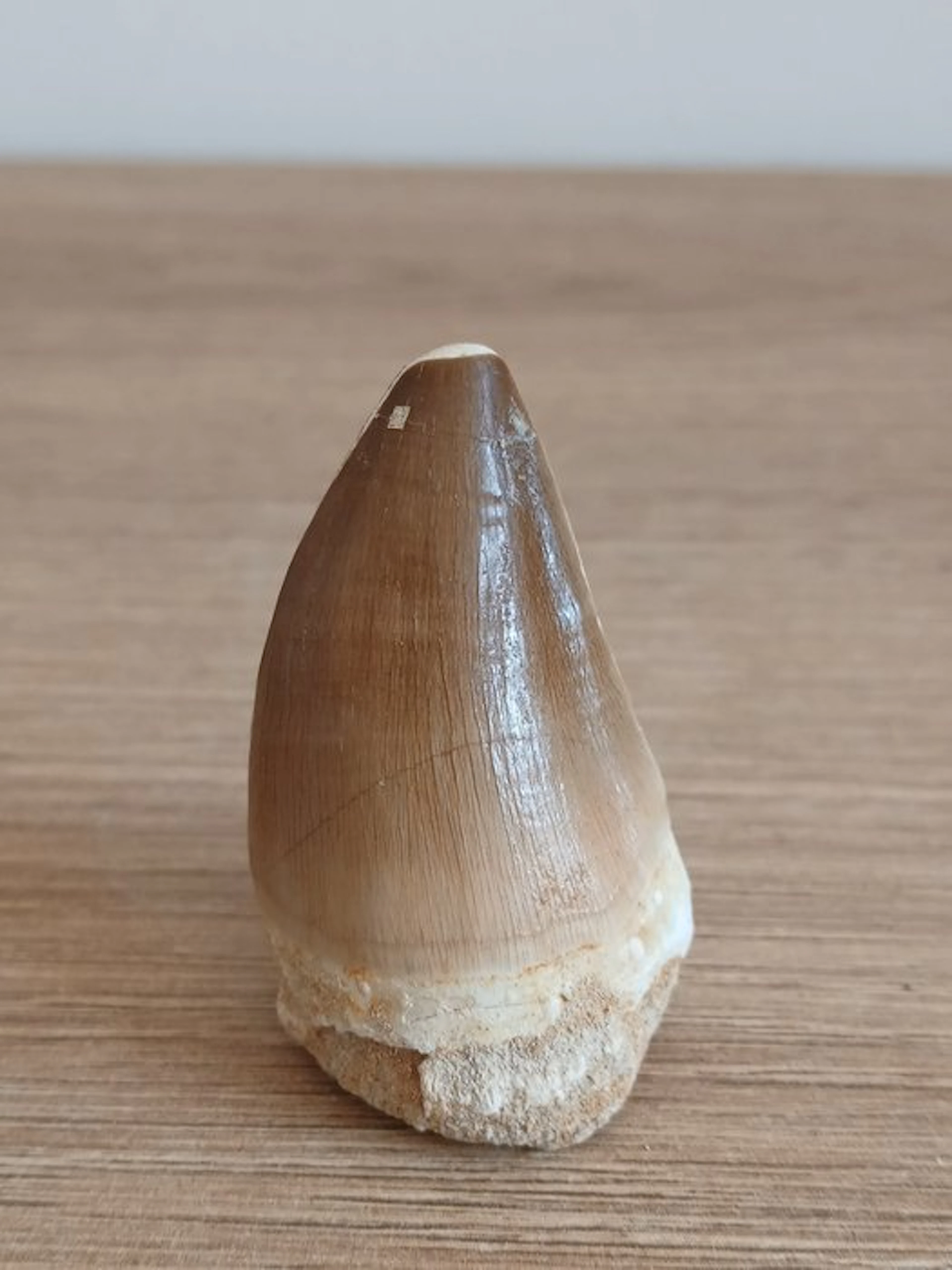 Mosasaur - Fossil tooth - Thalassotitan atrox - 4.5 cm - 3 cm (No