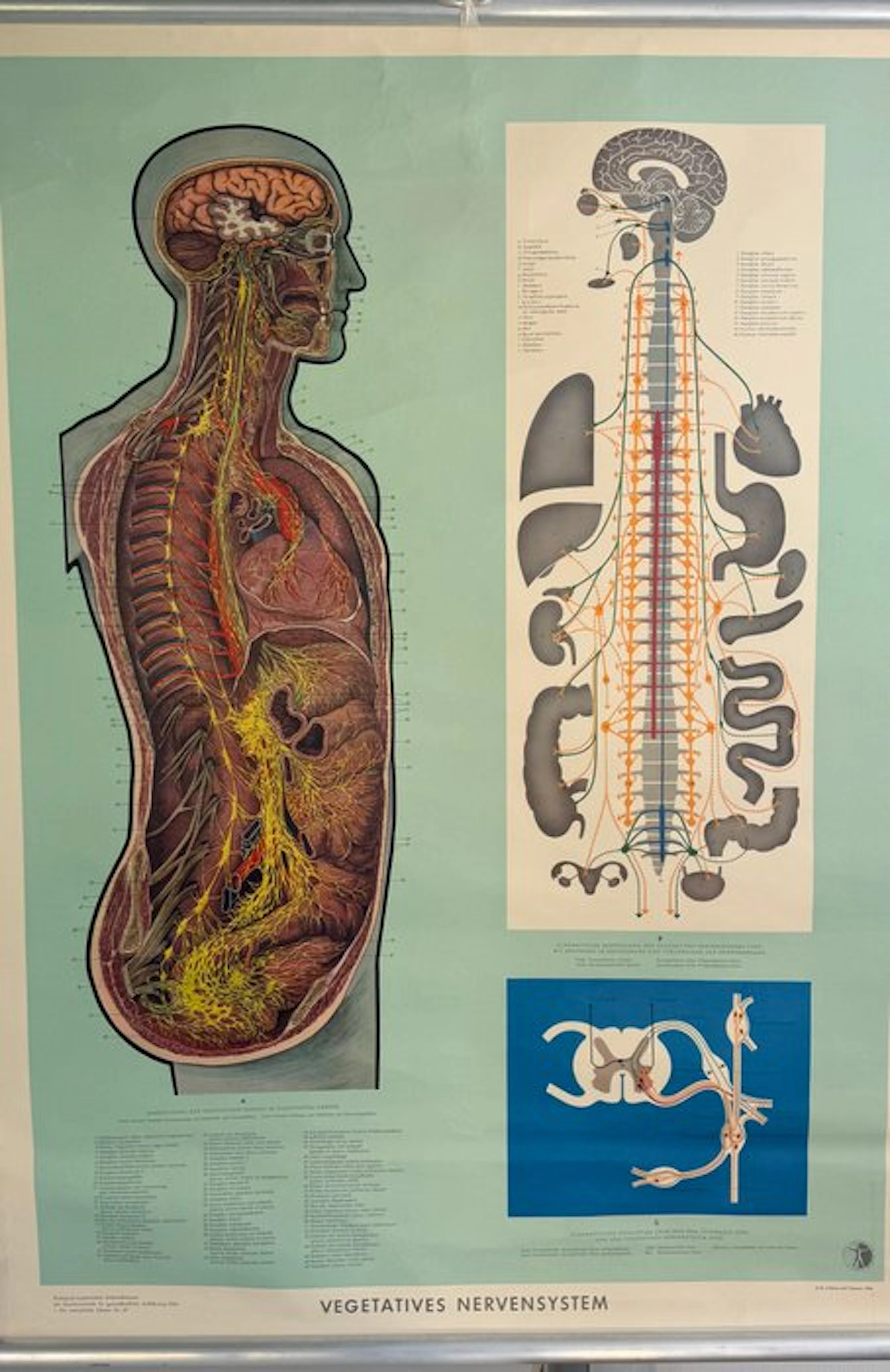 Deutsches Gesundheits Museum Köln - Large anatomical...