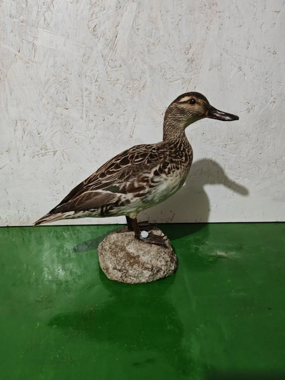 Female Marzaiola Taxidermy full body mount - Spatula...