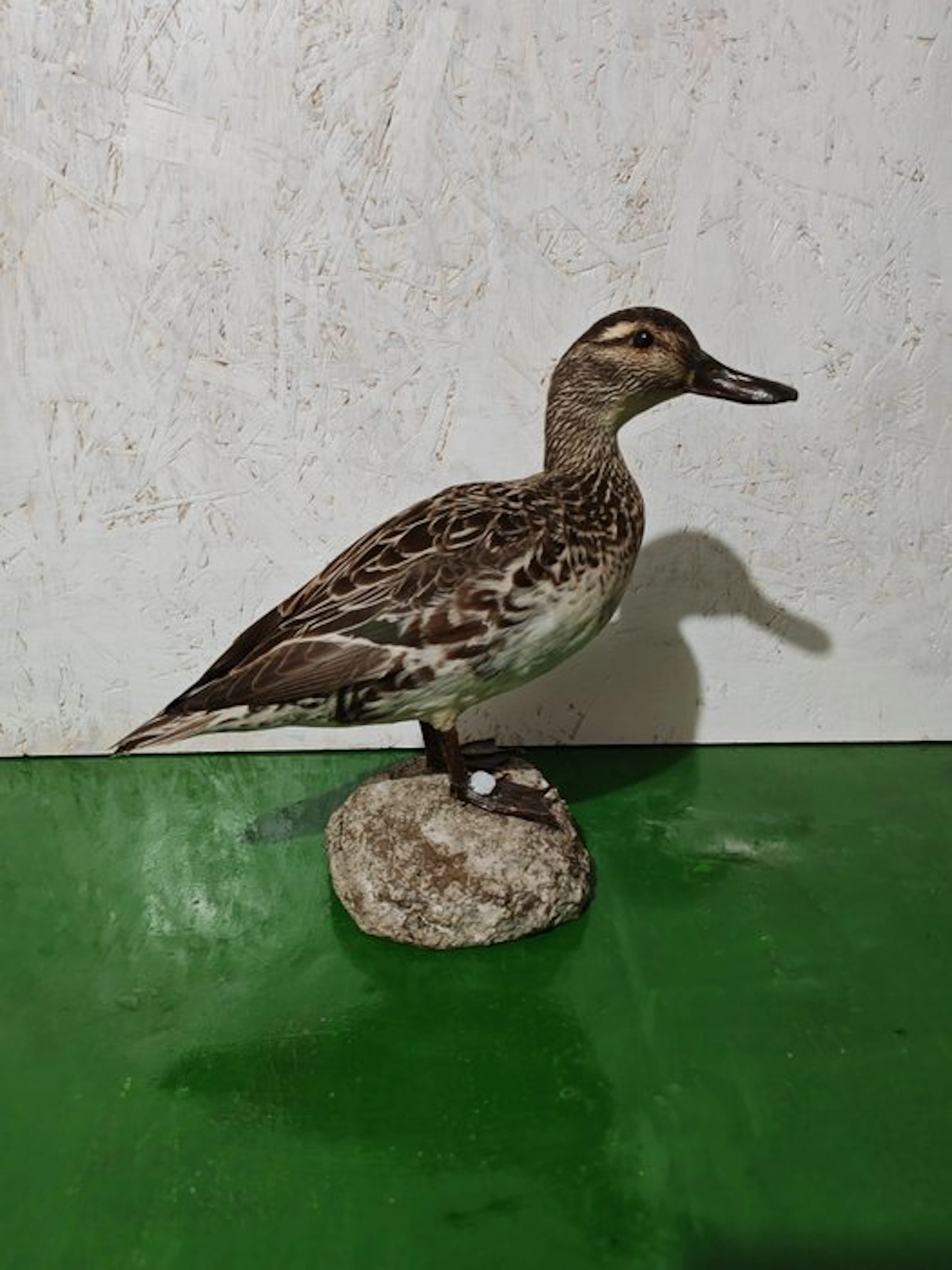 Female Marzaiola Taxidermy full body mount - Spatula...
