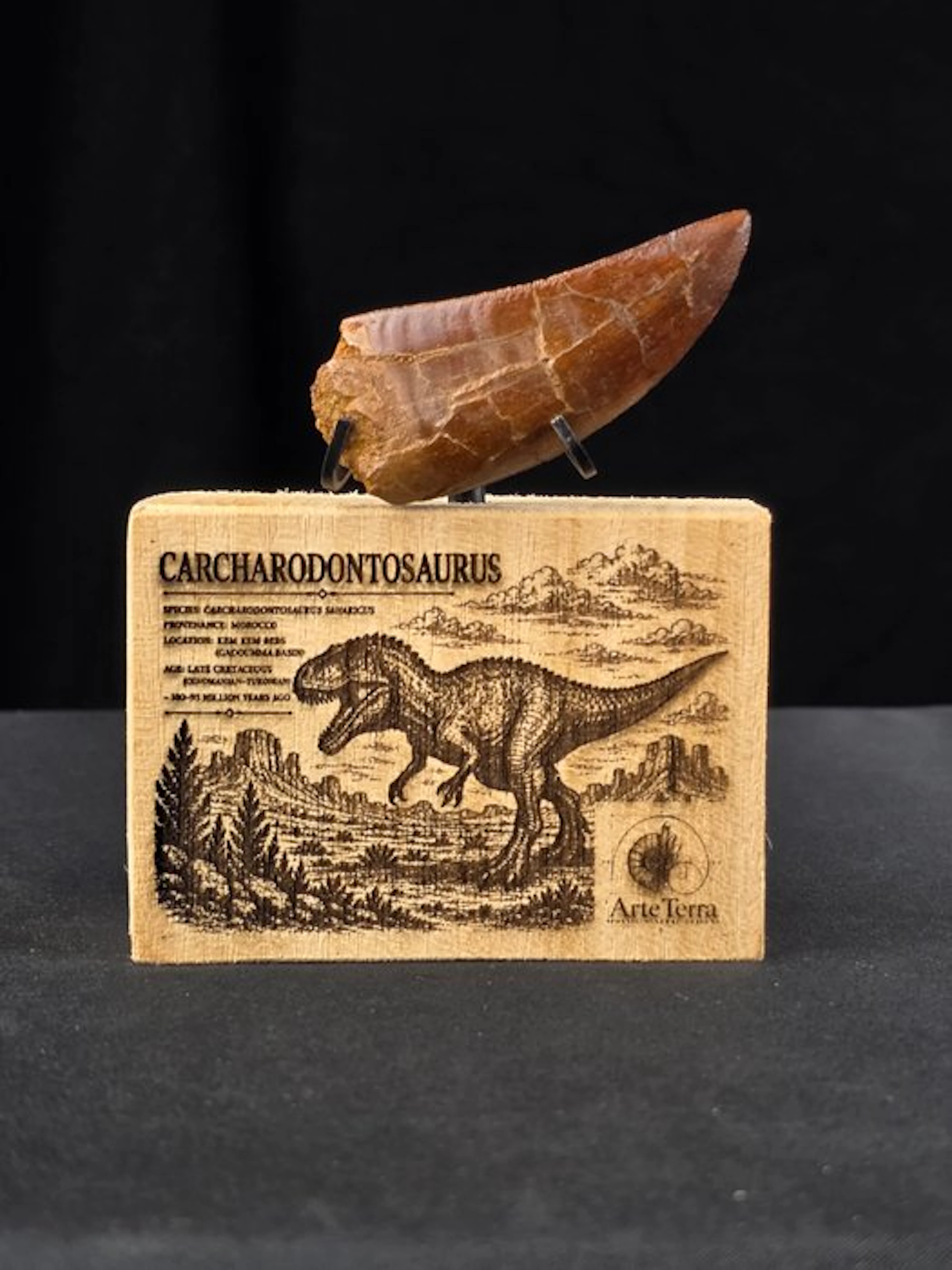 Carcharodontosaur - Fossil tooth - Carcharodontosaurus