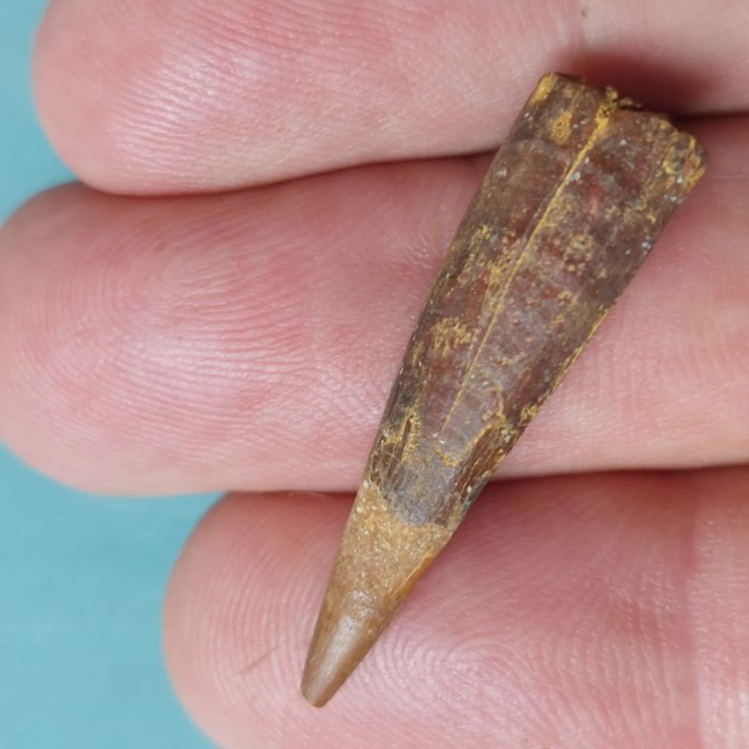 Pterosaur - Fossil tooth - 37 mm - 10 mm