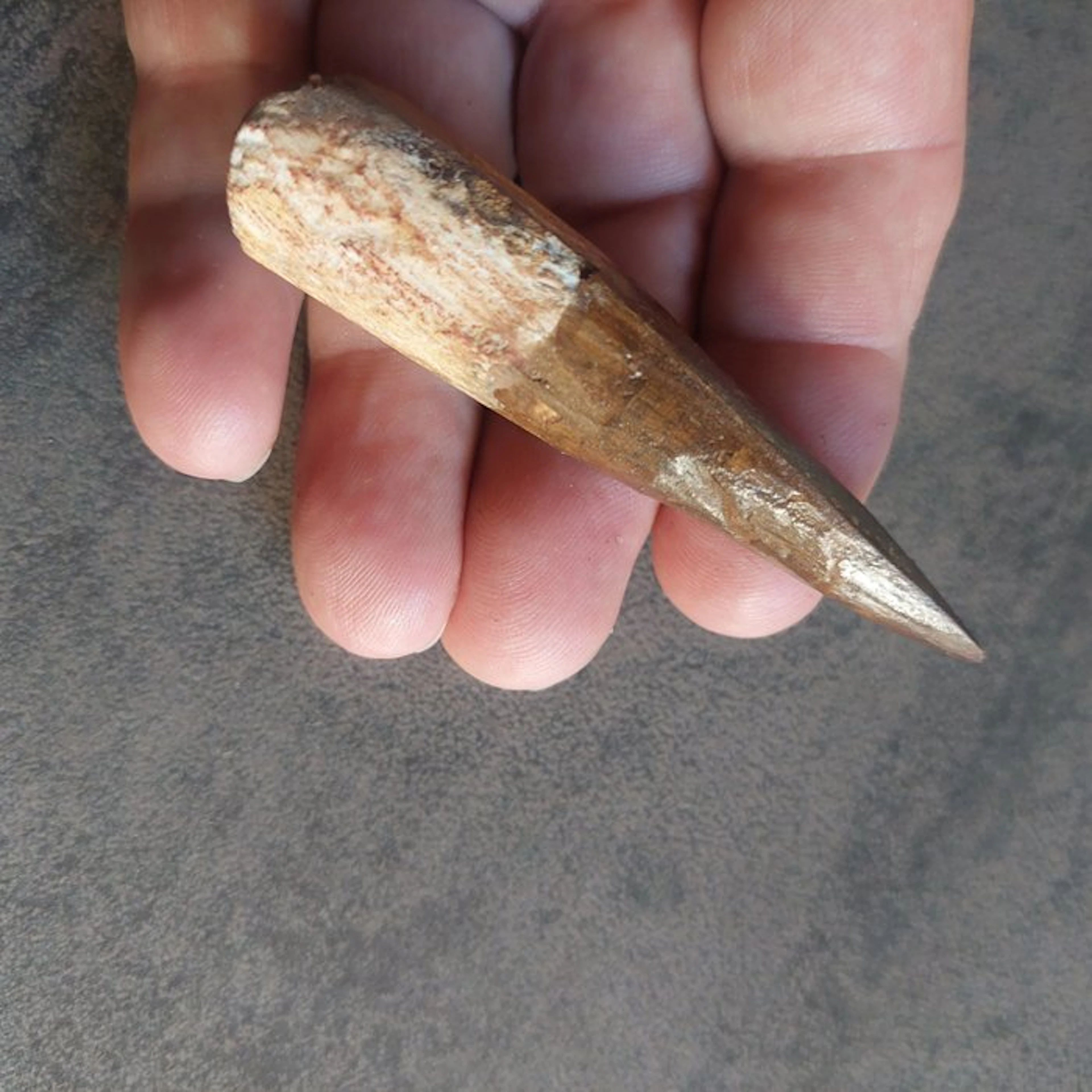 Dinosaur - Fossil tooth - Spinosaurus aegyptiacus - 80 mm - 20 mm