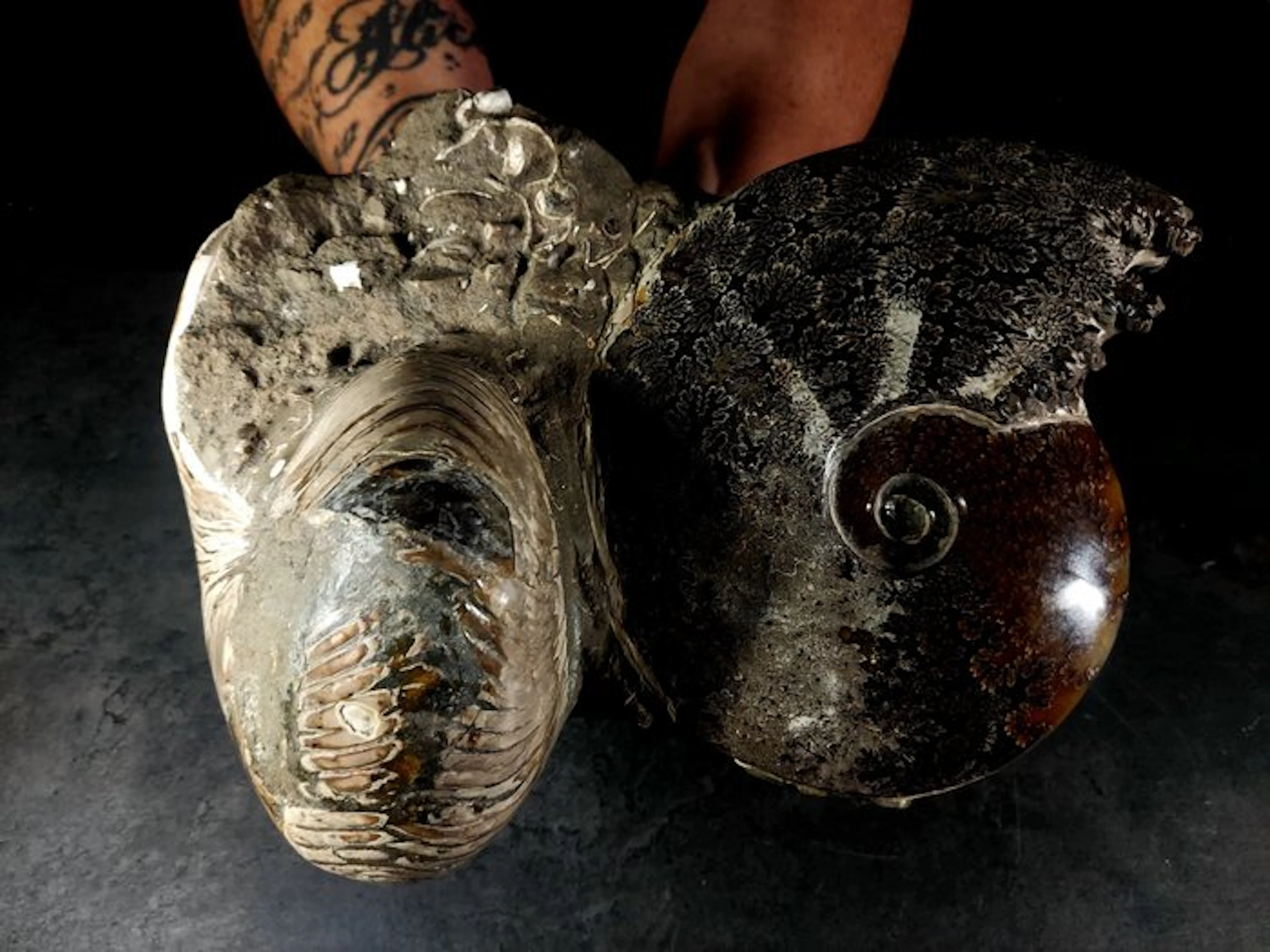 Albiano block - Fossilised animal - cymatoceras + cleoniceras xl -