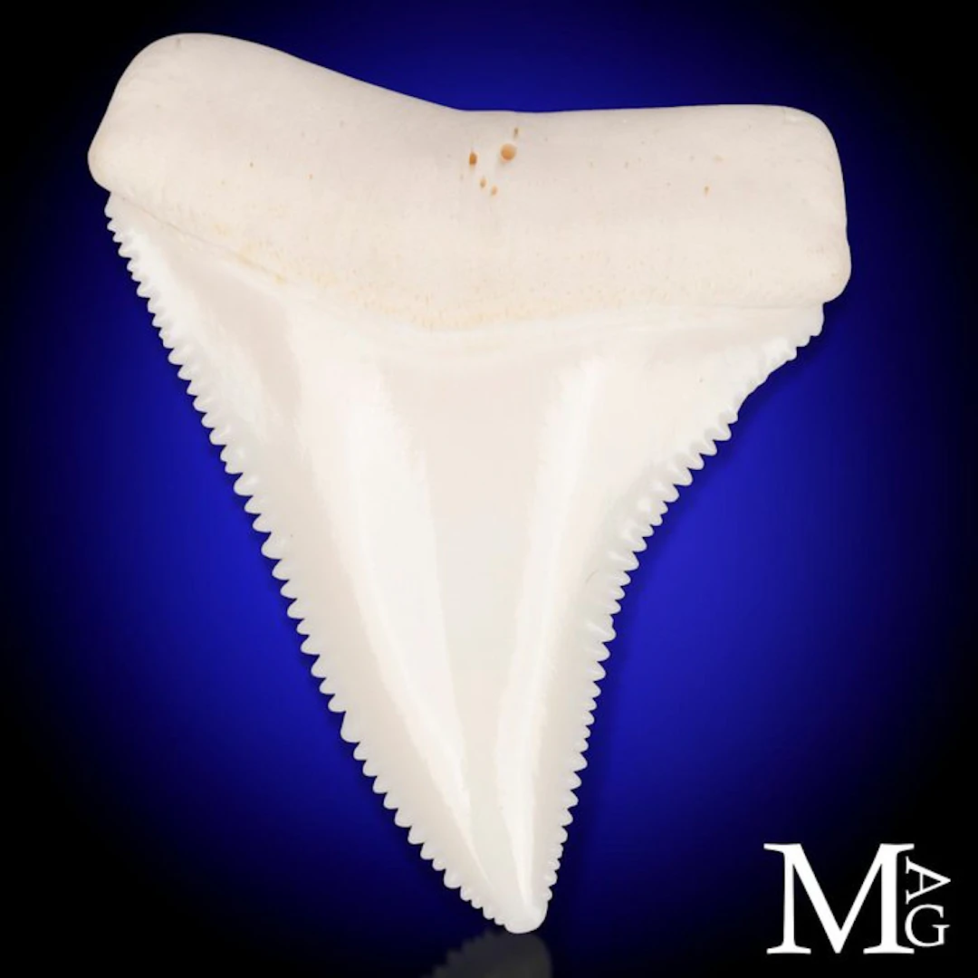 Large Great White Shark Tooth Iconic Carcharodon...