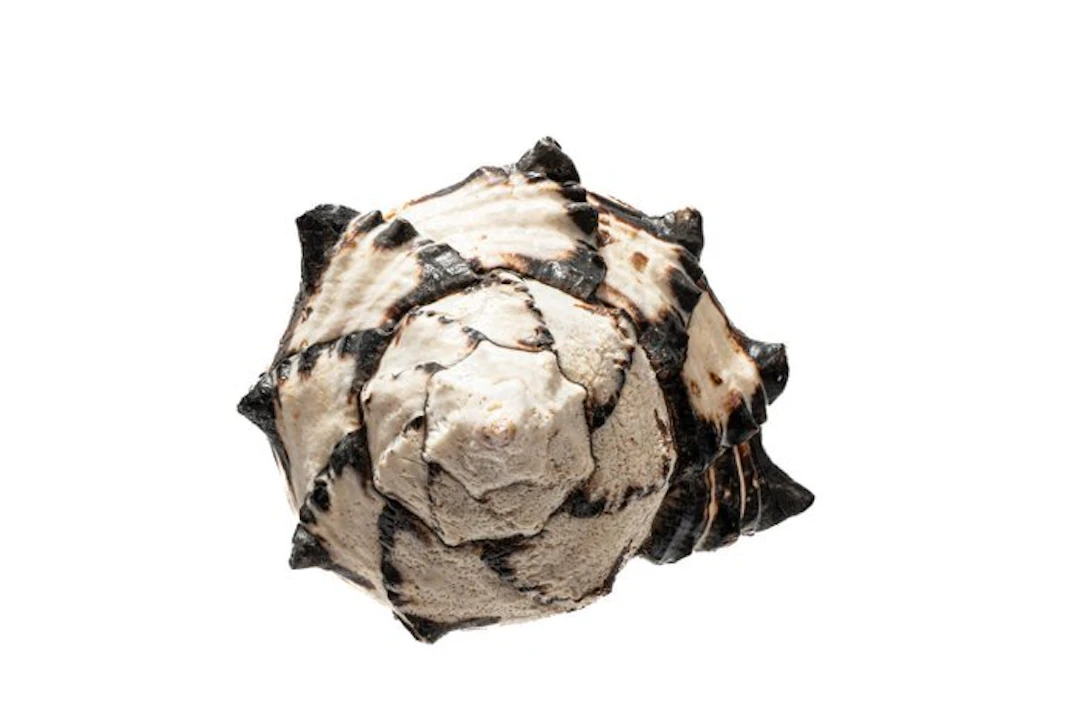 Black Ramose Murex Snail | Chicoreus ramosus Black - Top...