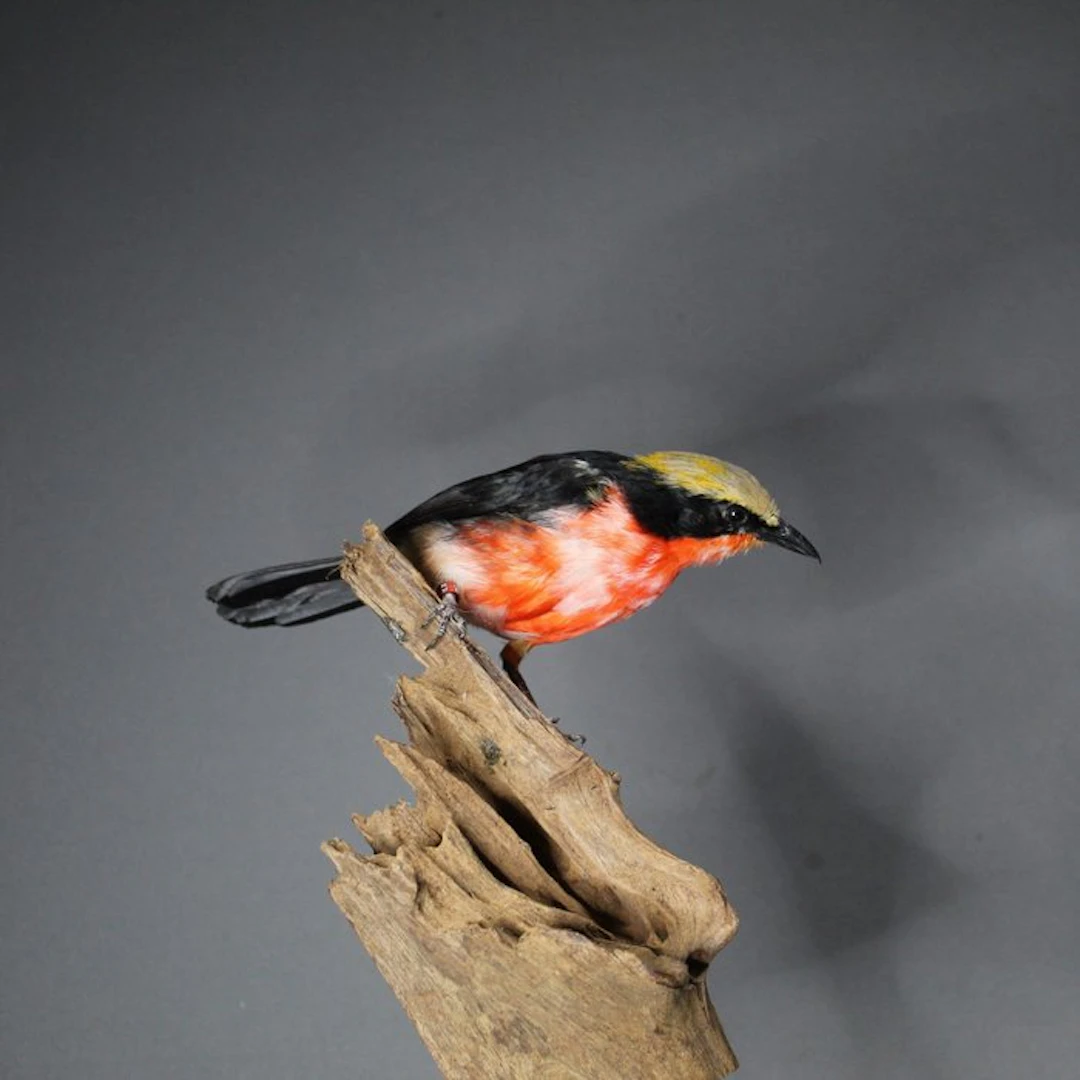 Golden-crowned shrike Taxidermy full body mount...
