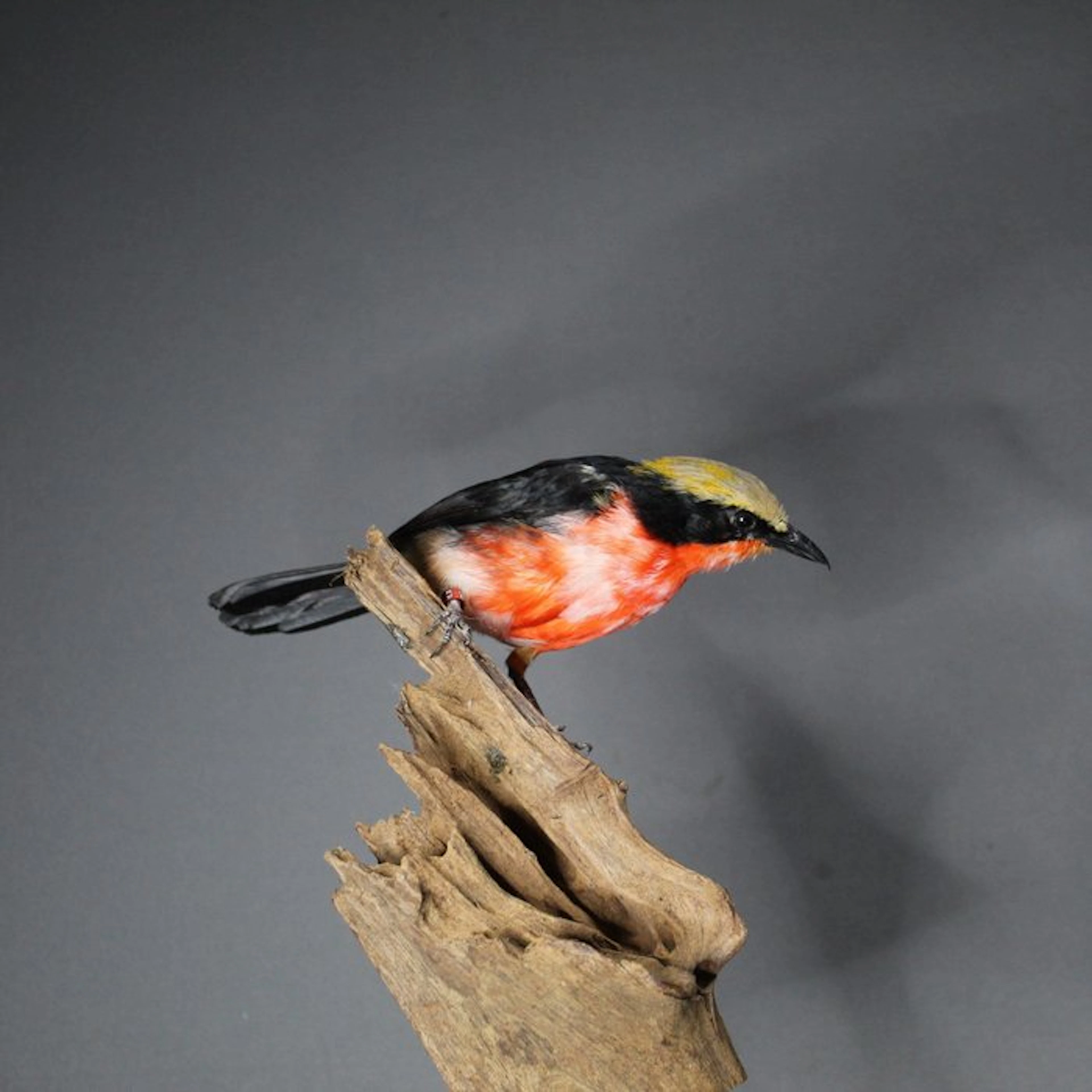 Golden-crowned shrike Taxidermy full body mount...