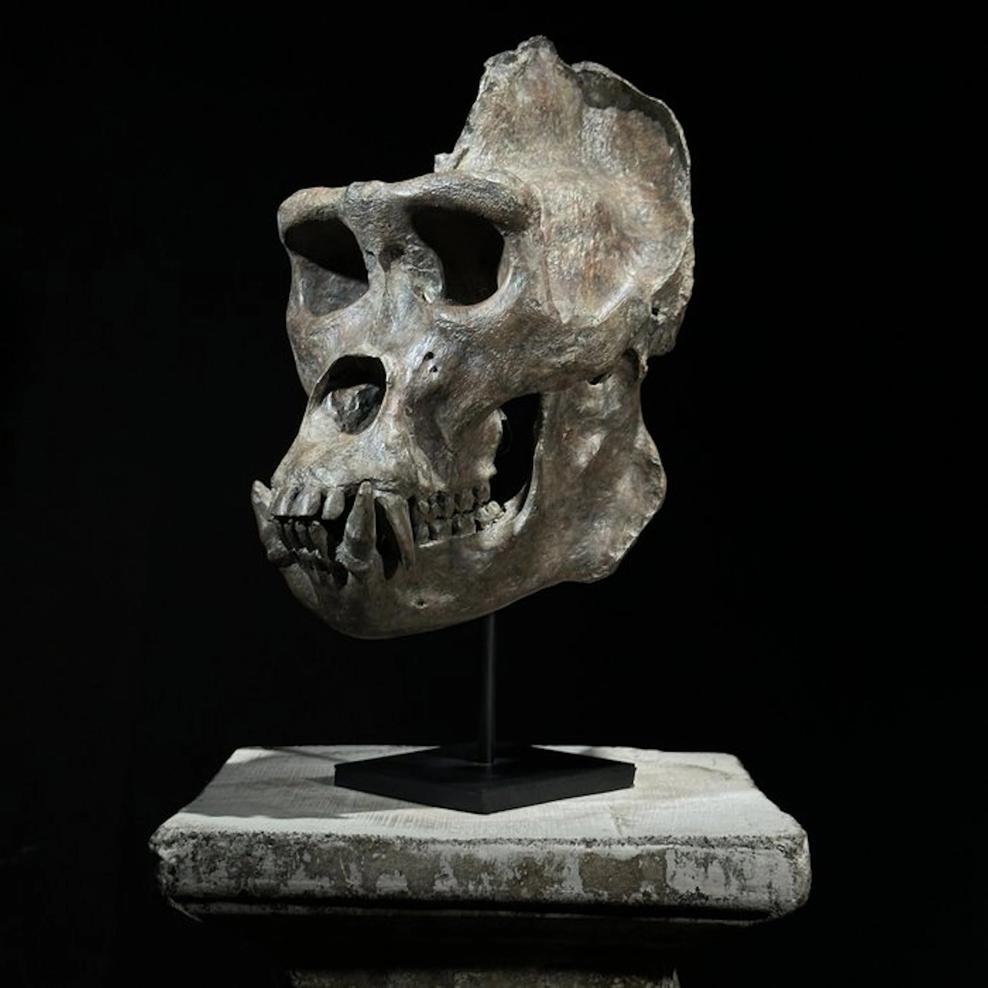NO RESERVE PRICE - A Replica of Gorilla Skull on a custom...