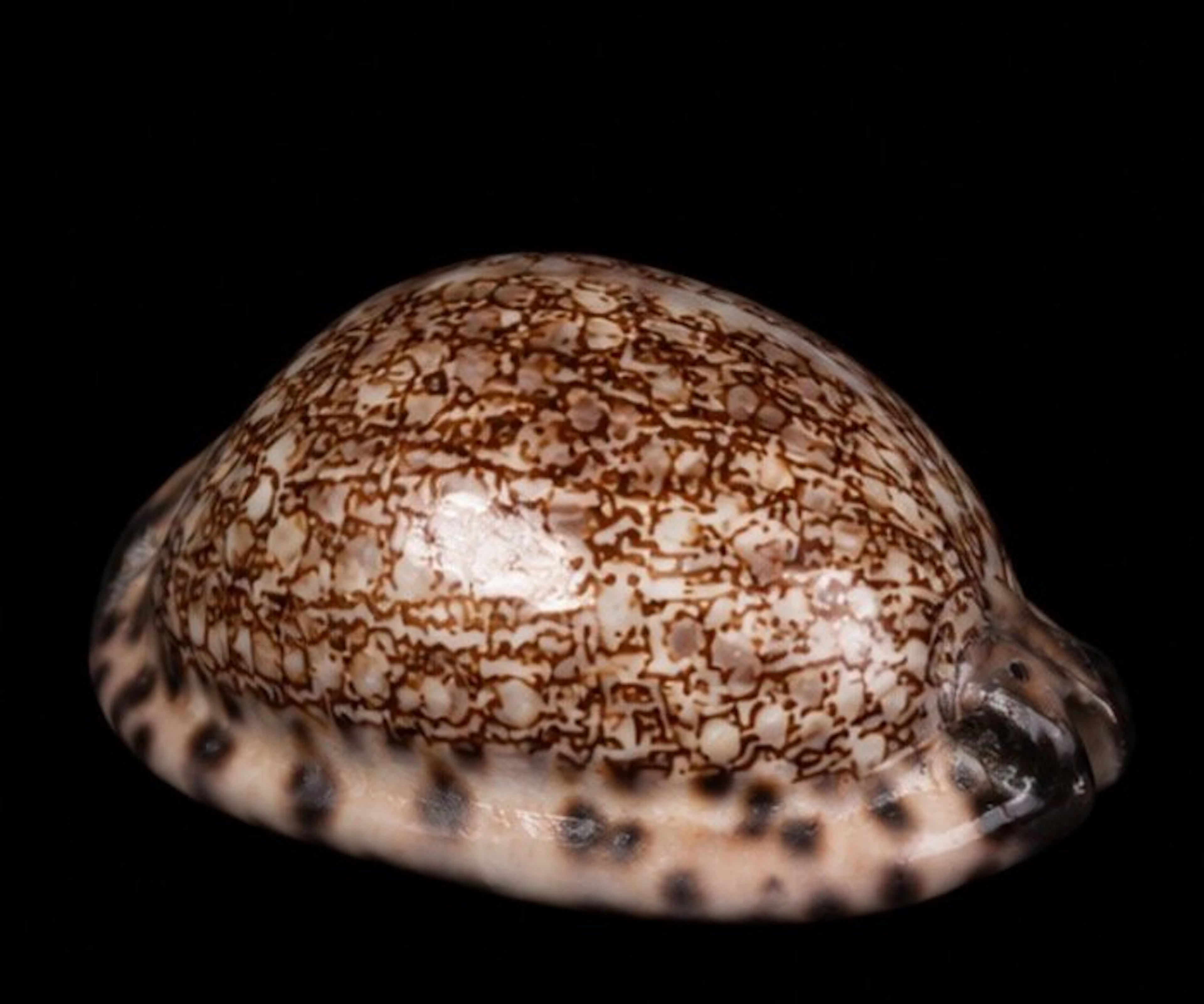 Gastropod Sea shell - XL RARE SIZE — “Arabian Mosaic”...
