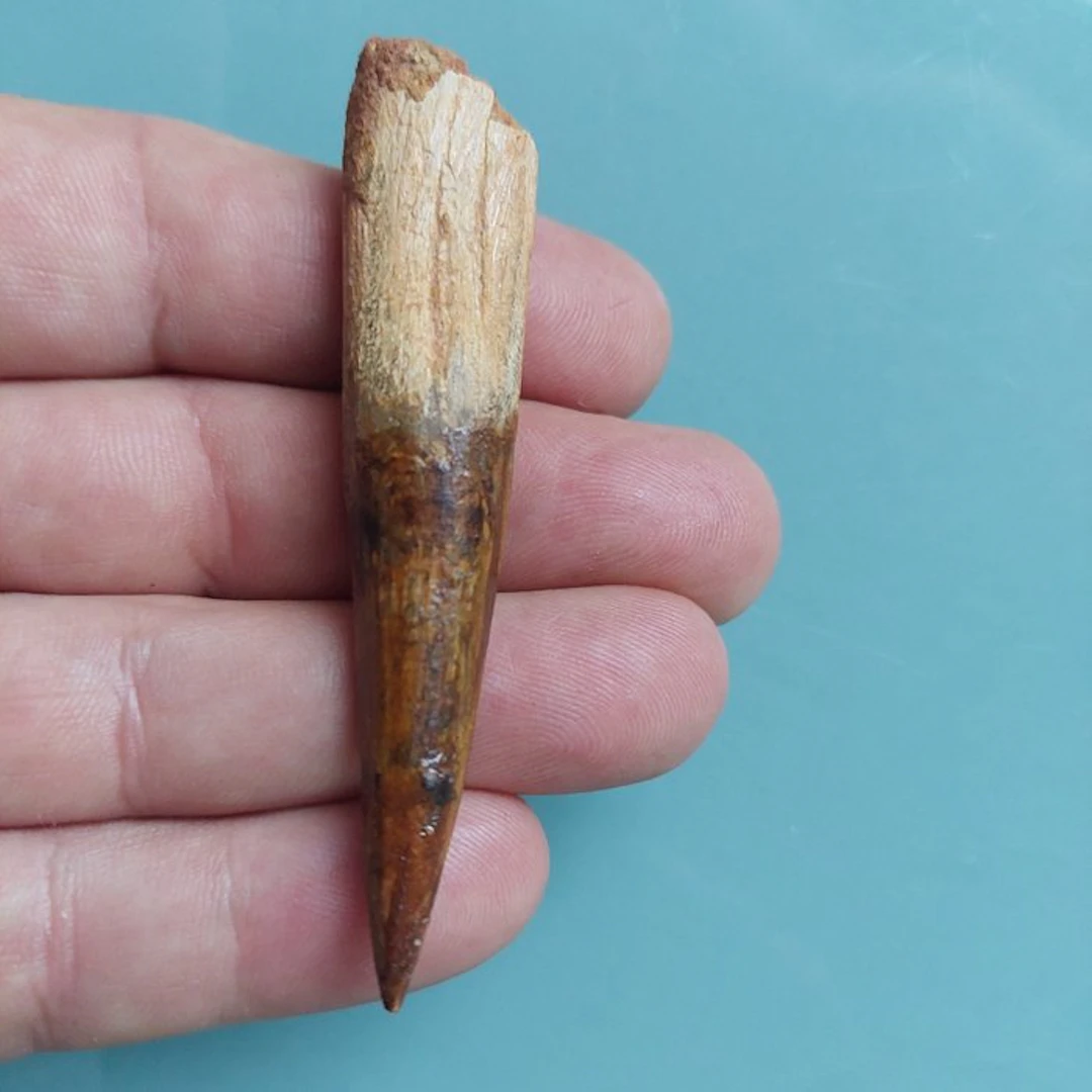 Spinosaur - Fossil tooth - 80 mm - 20 mm