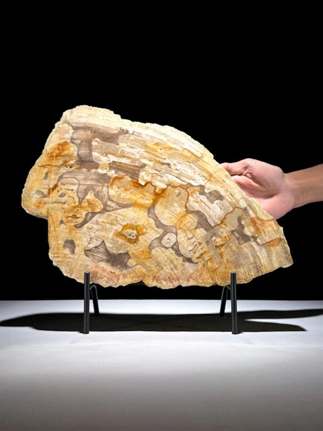 Wonderful Slice of Petrified Wood on a custom stand...