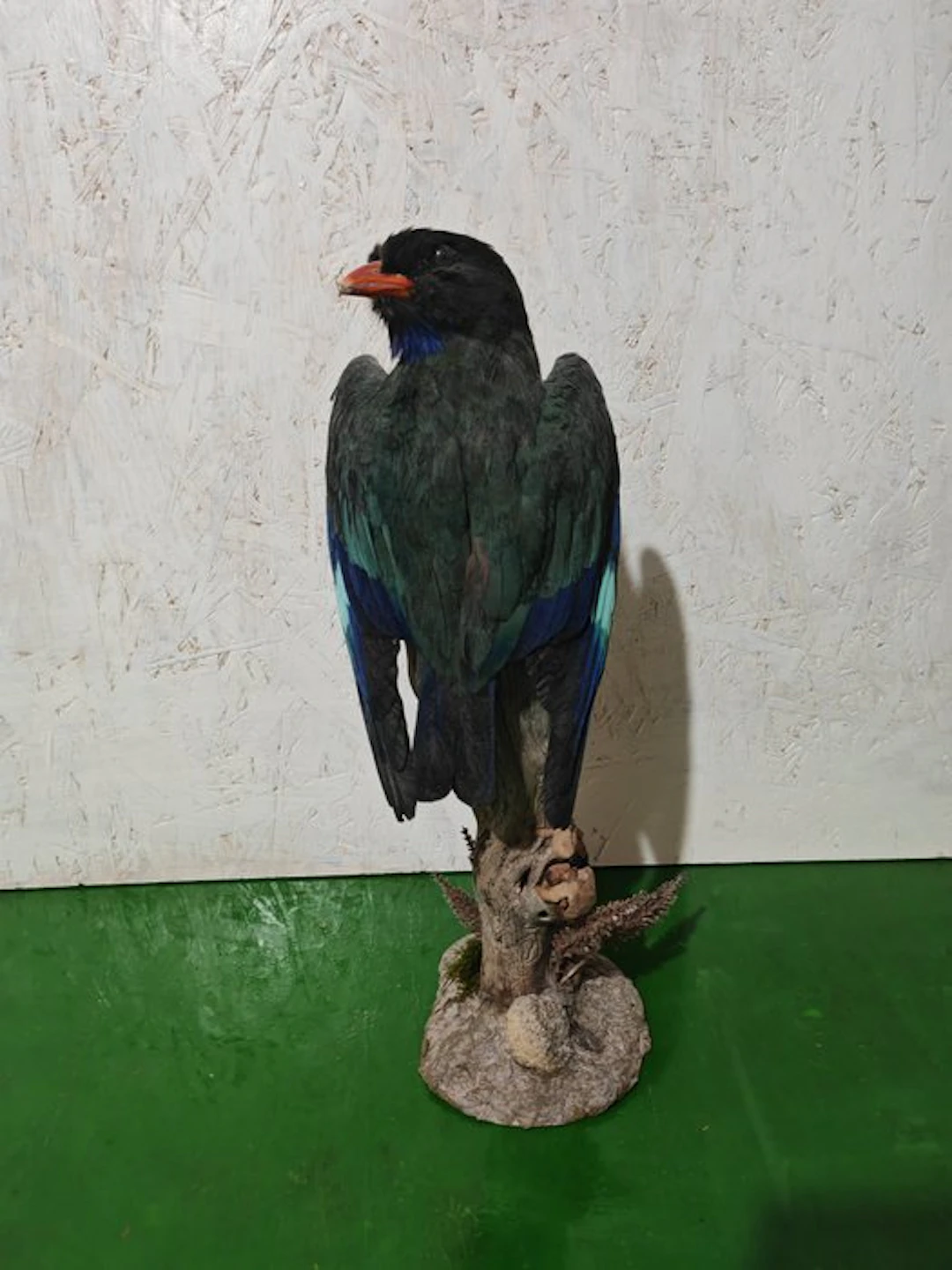 Oriental Dollarbird Taxidermy full body mount...