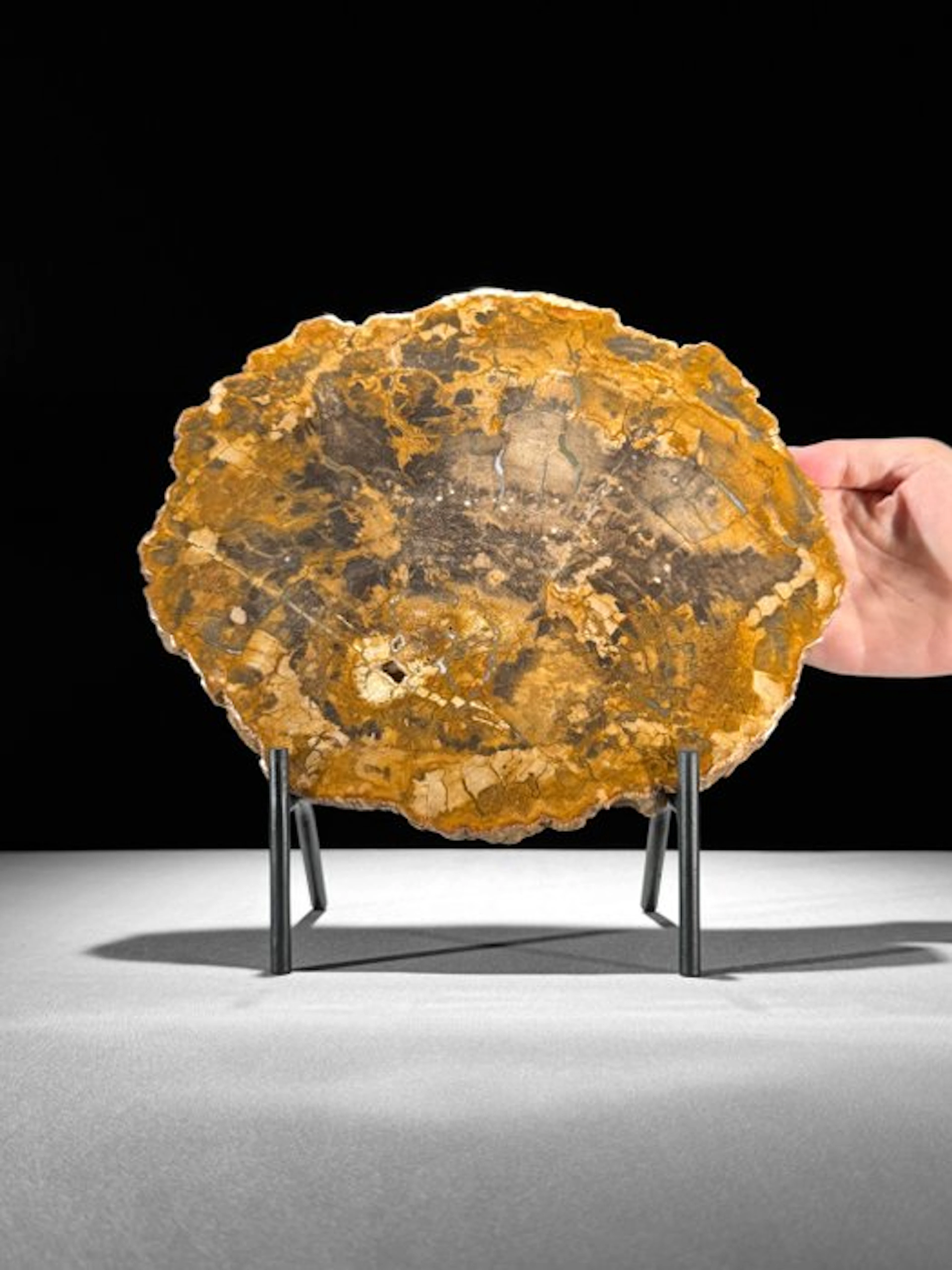 Stunning Slice of Petrified Wood on a custom stand...