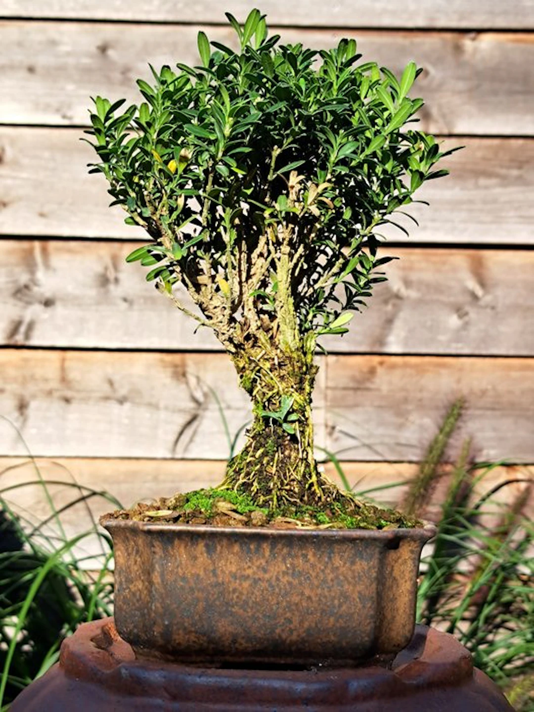 Buxus harlandii bonsai in a bonsai dish - Height (Tree)...