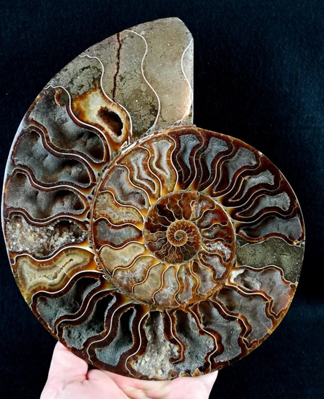 Ammonite - Fossilised animal - Aioloceras (Cleoniceras)...