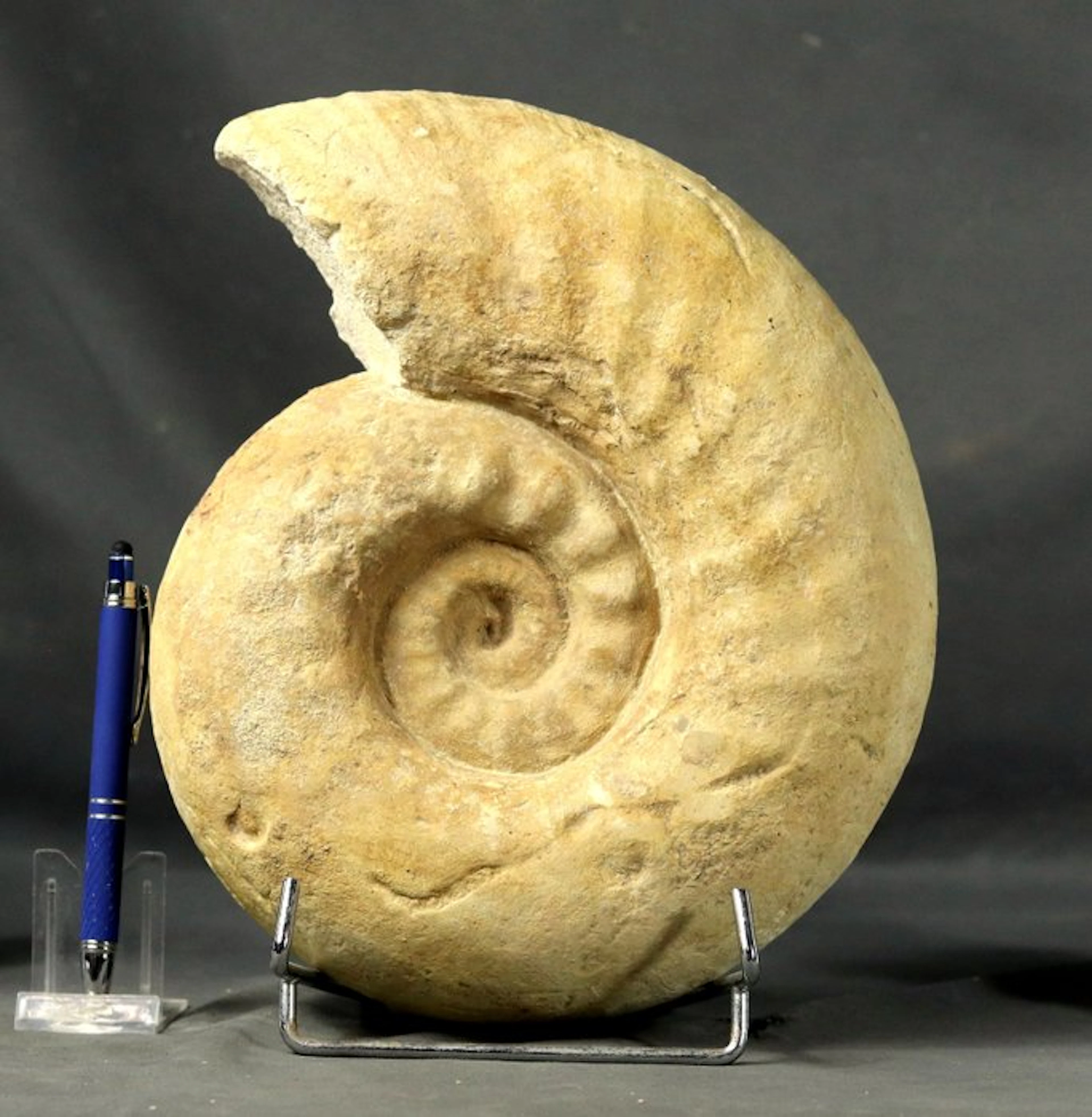 Big ammonite - Uncommon age and location - Fossilised...