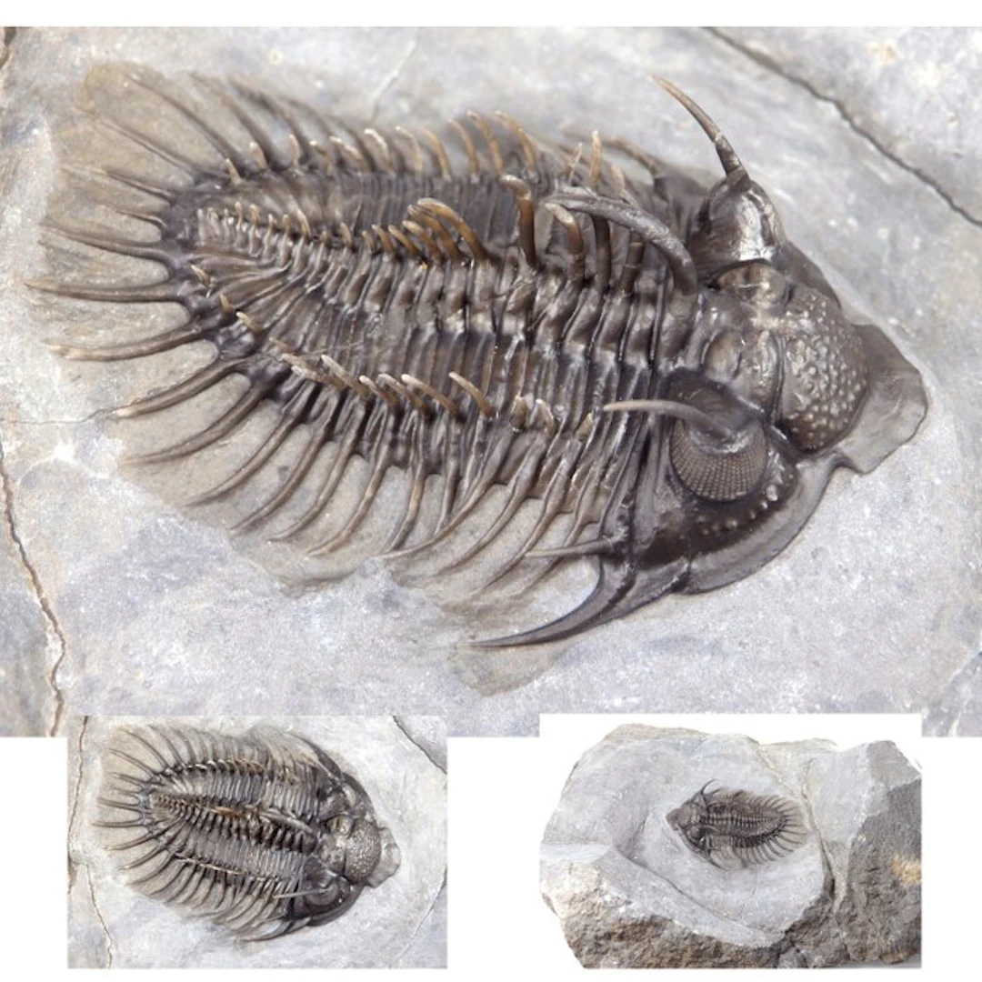Spiny Trilobite - Fossil carapace - Comura bultyncki...