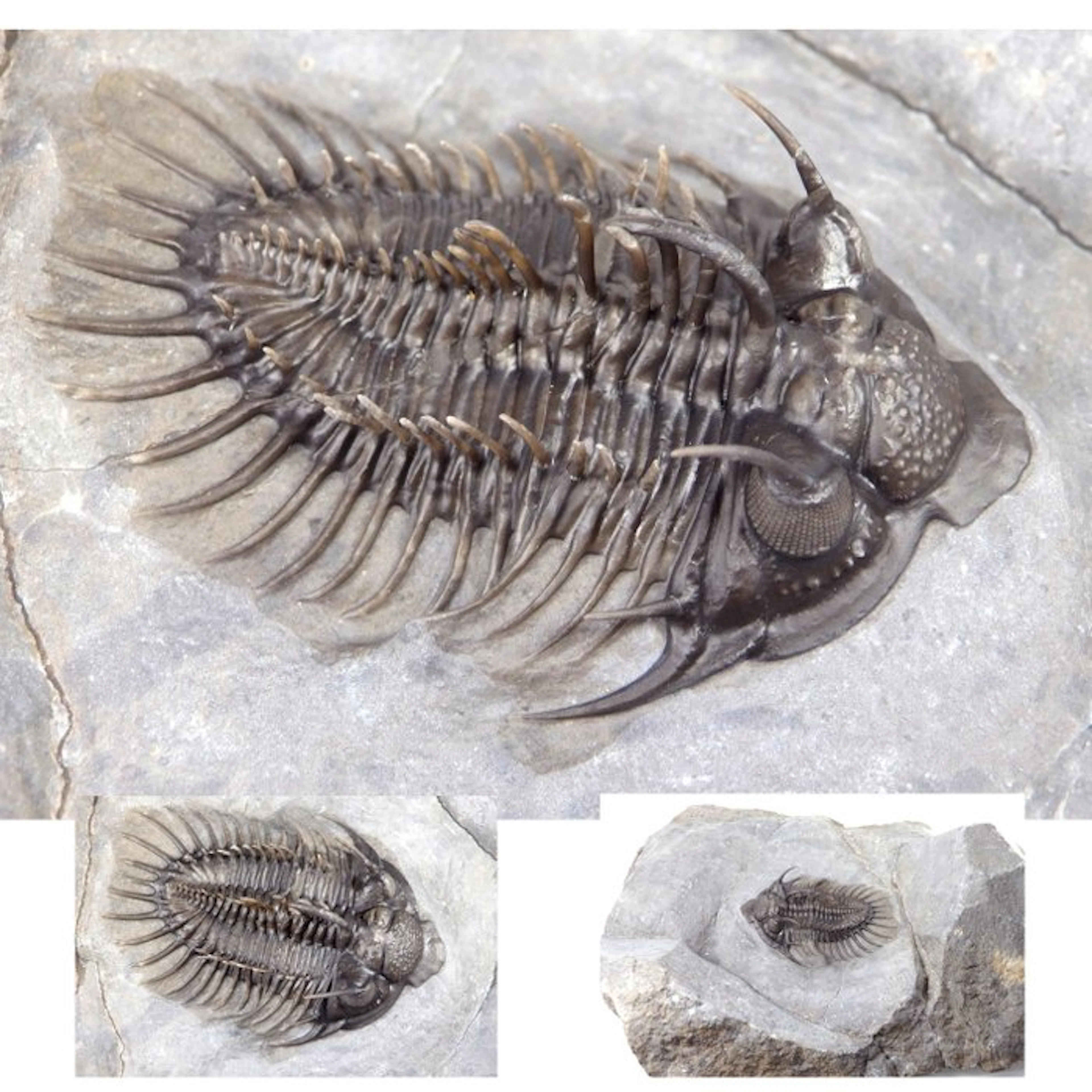 Spiny Trilobite - Fossil carapace - Comura bultyncki...