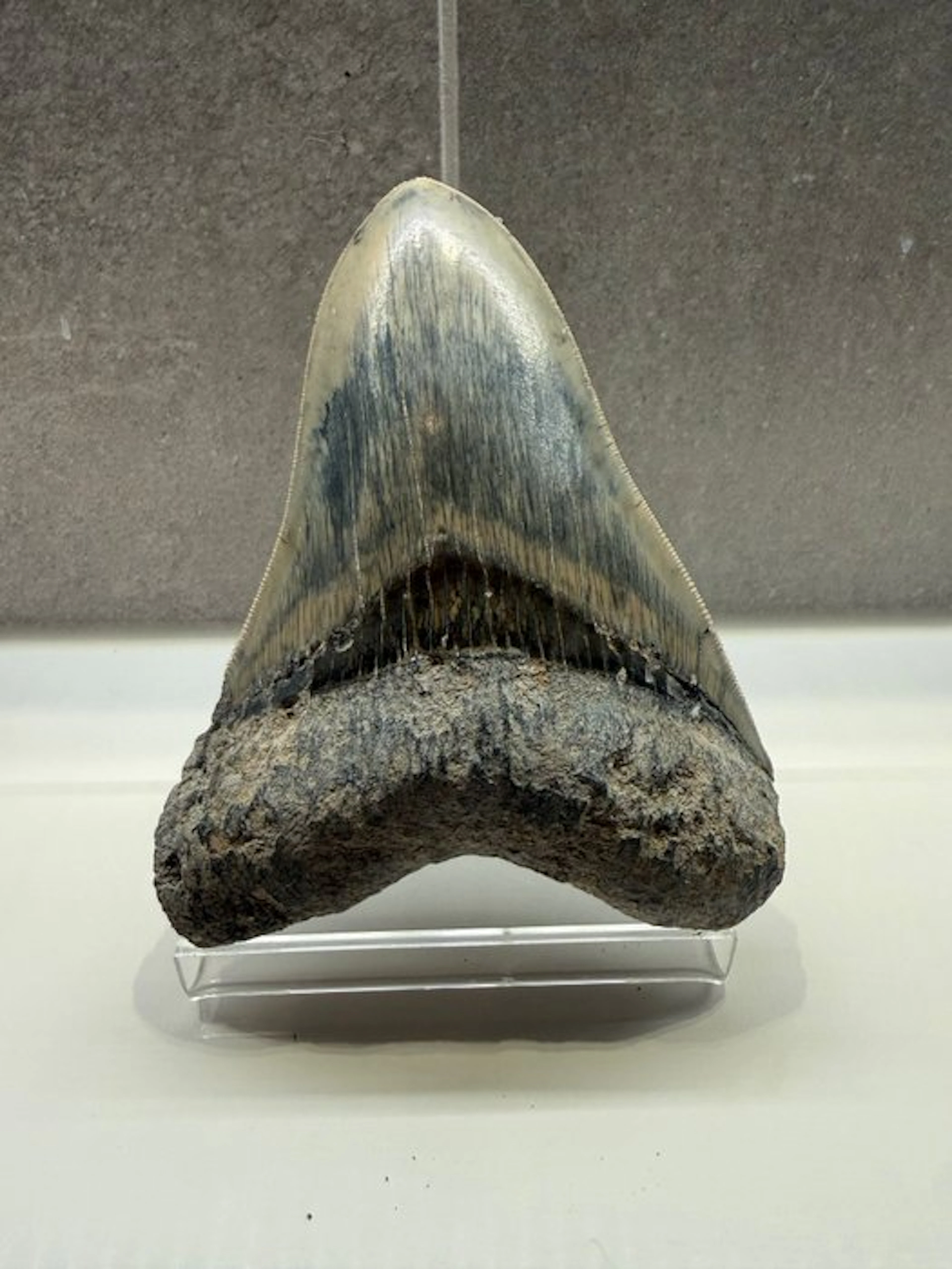 Megalodon - Fossil tooth - Otodus Megalodon - 12.5 cm