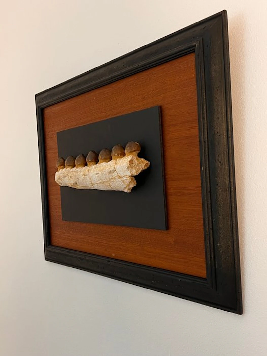 Mosasaur - Fossilised jaw - Globidens phosphaticus - 26 cm