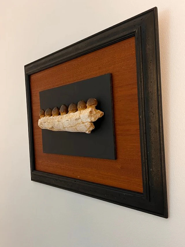 Mosasaur - Fossilised jaw - Globidens phosphaticus - 26 cm
