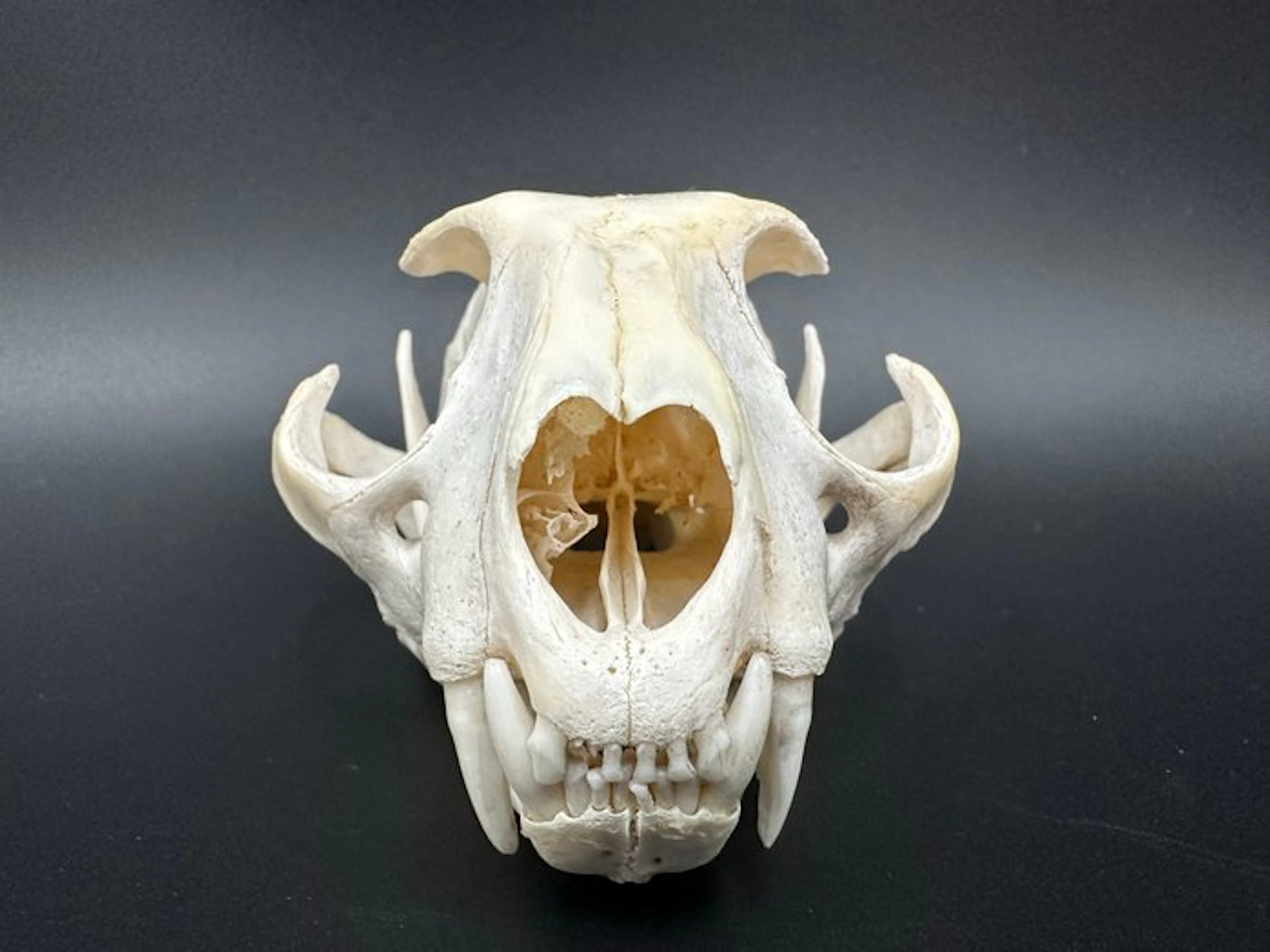Caracal Mammal skull - Caracal caracal - 6 cm - 13 cm - 9...
