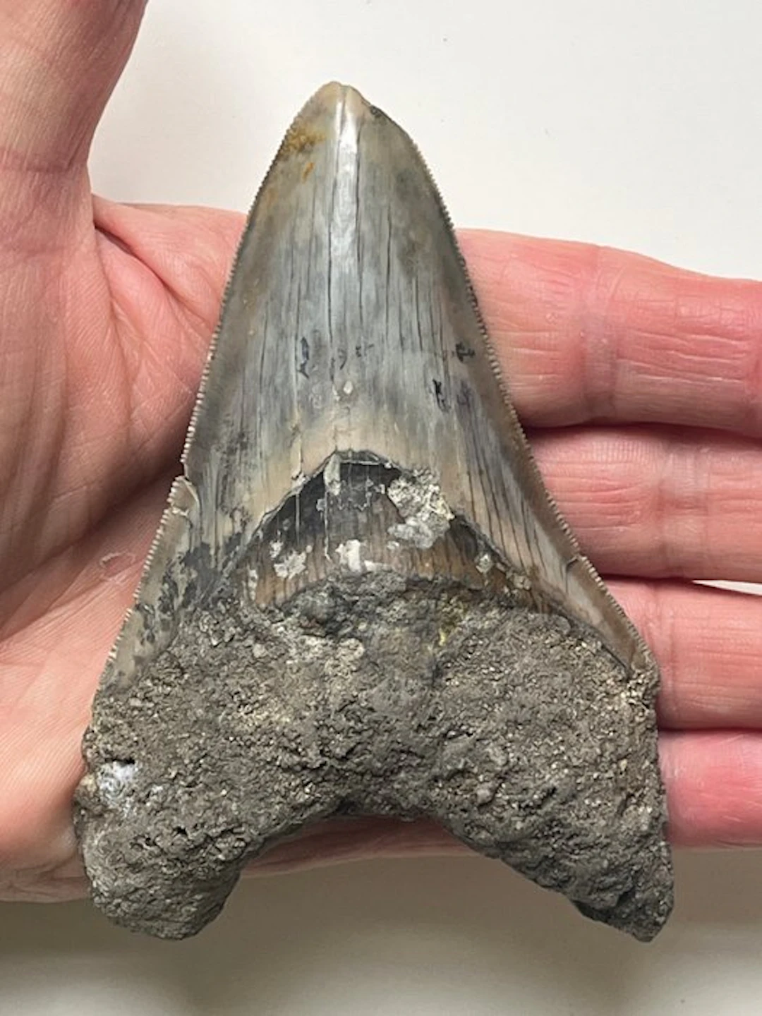 Megalodon tooth 10,9 cm - Fossil tooth - Carcharocles megalodon