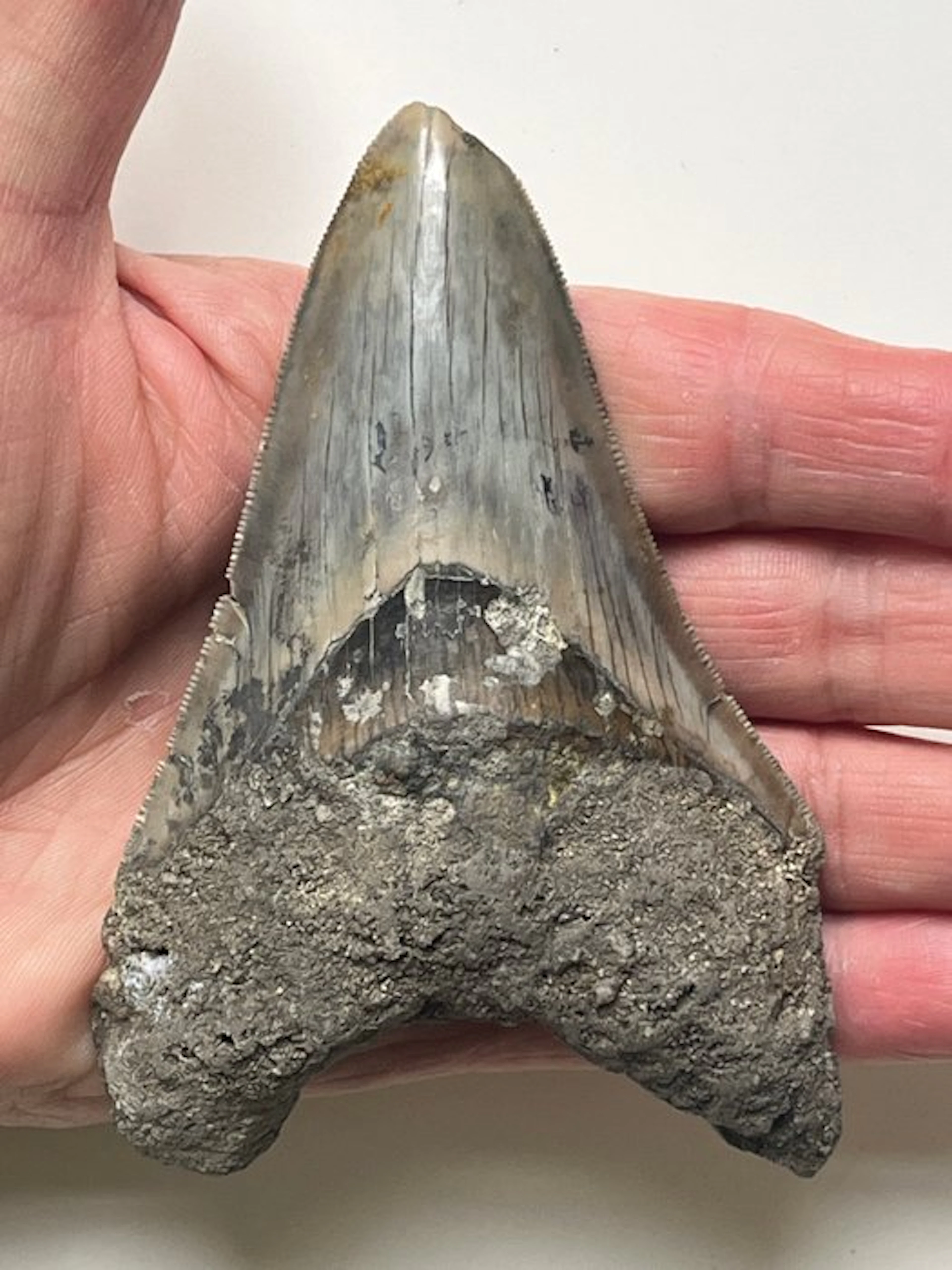 Megalodon tooth 10,9 cm - Fossil tooth - Carcharocles megalodon