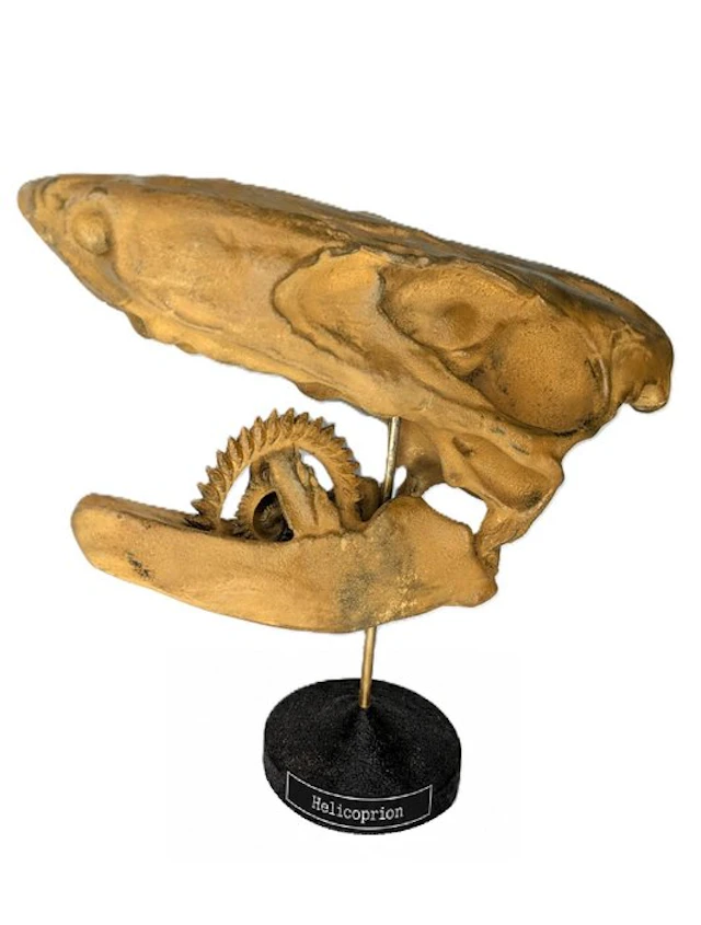 Fossil skull - Helicoprion - Museum-Grade Replica - 35 cm - 25 cm