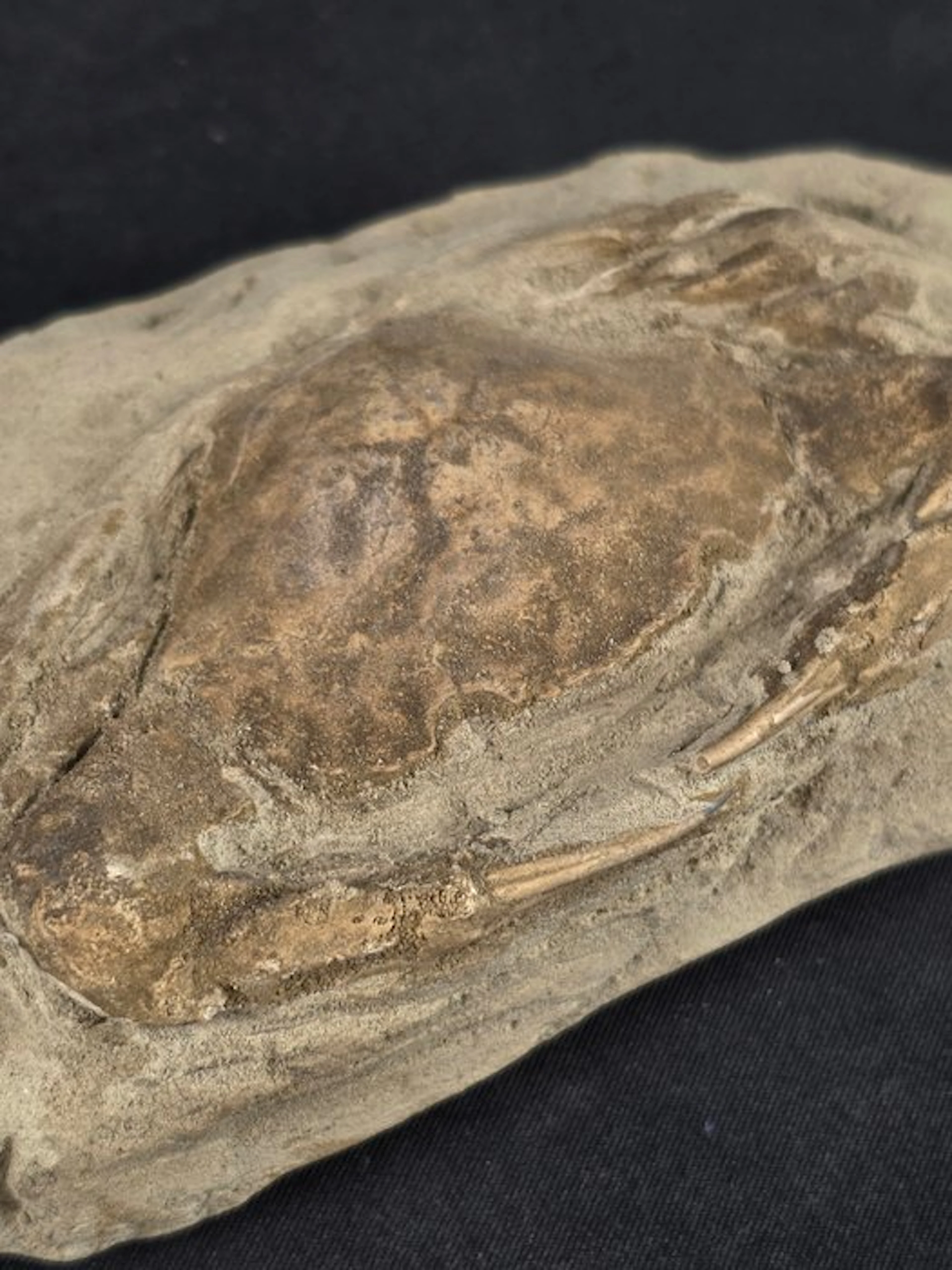 Crabs - Fossilised animal