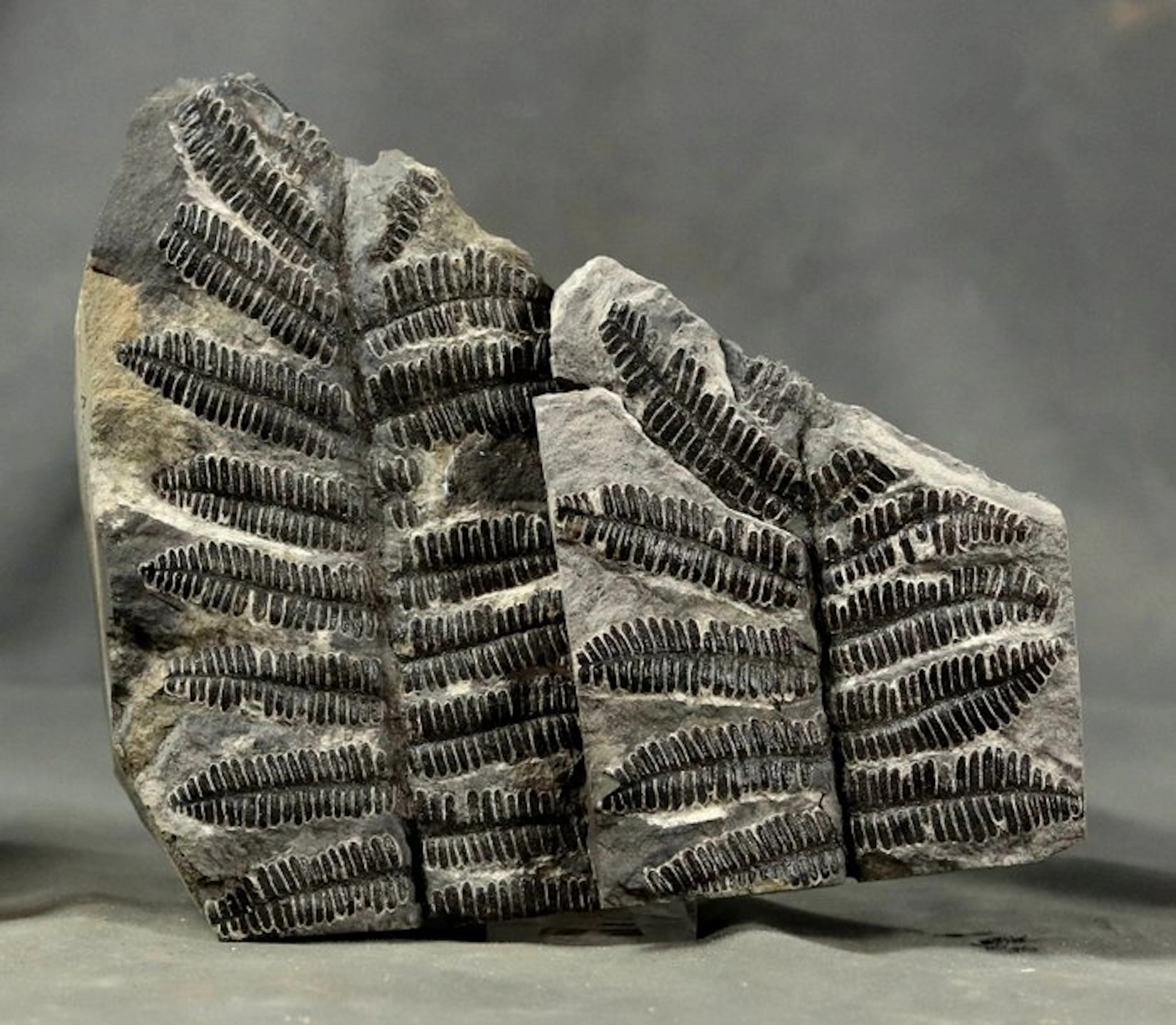 Outstanding specimen - From Classic french location...